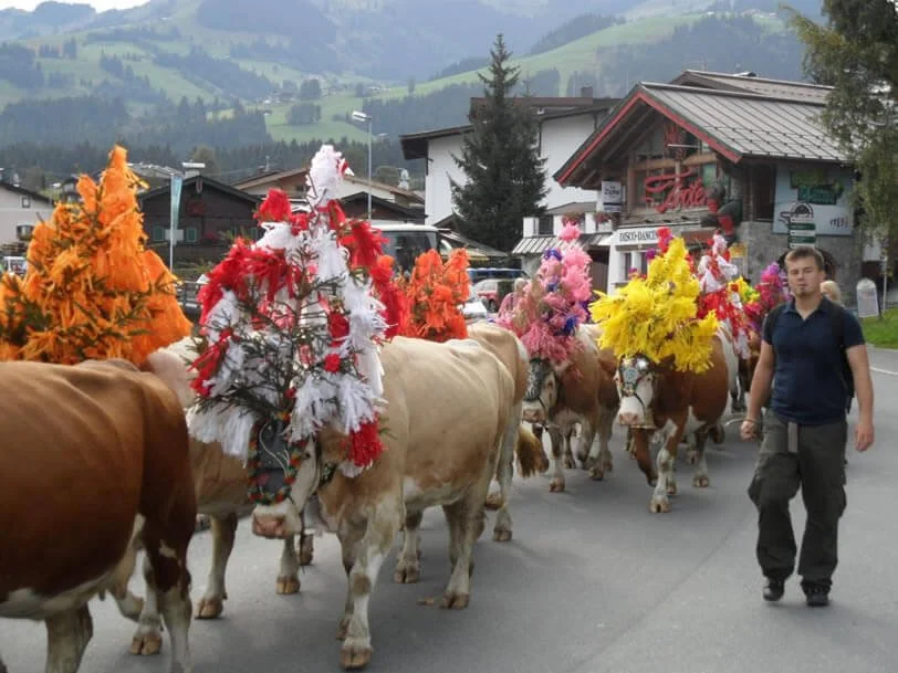 Cows decorated with colorful feathered headdresses walking down a street in a mountainous village with buildings and trees.