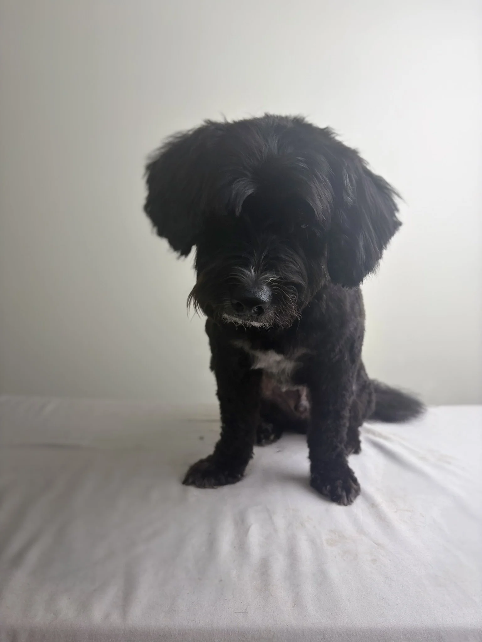 Ziggy - Full Groom