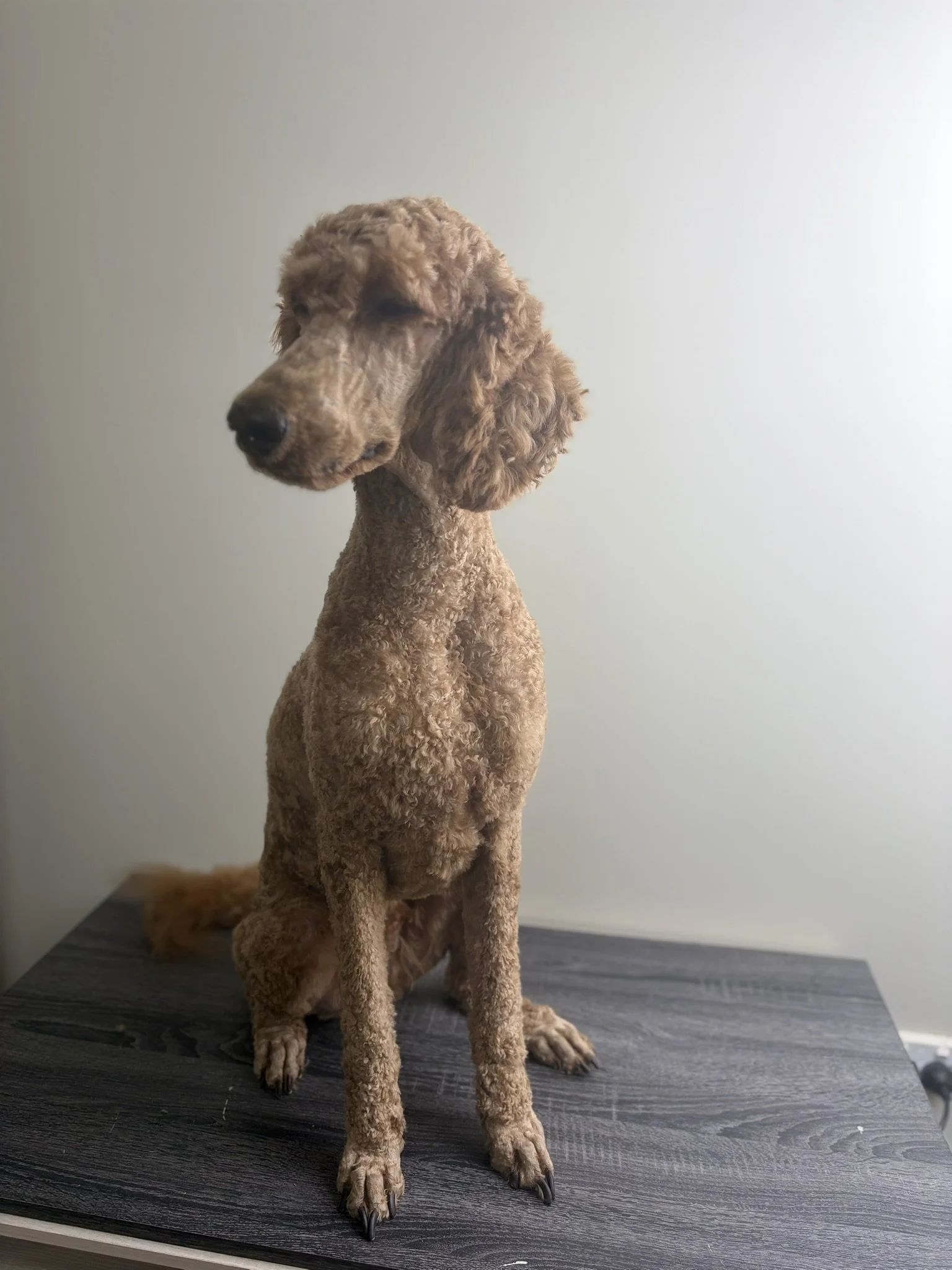 Dog after grooming