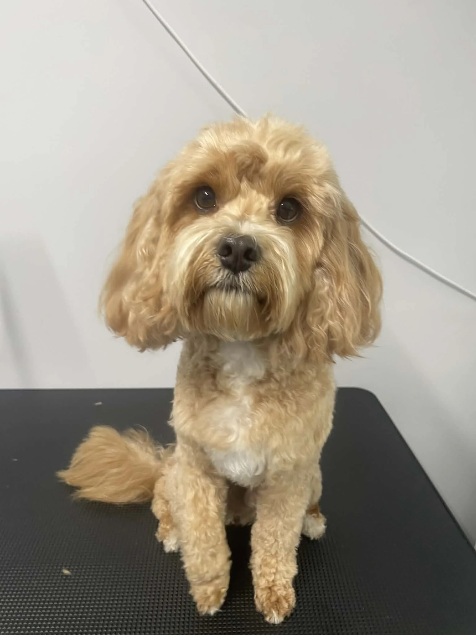 A small, tan, curly-haired dog with floppy ears, sitting on a black table against a plain white wall.