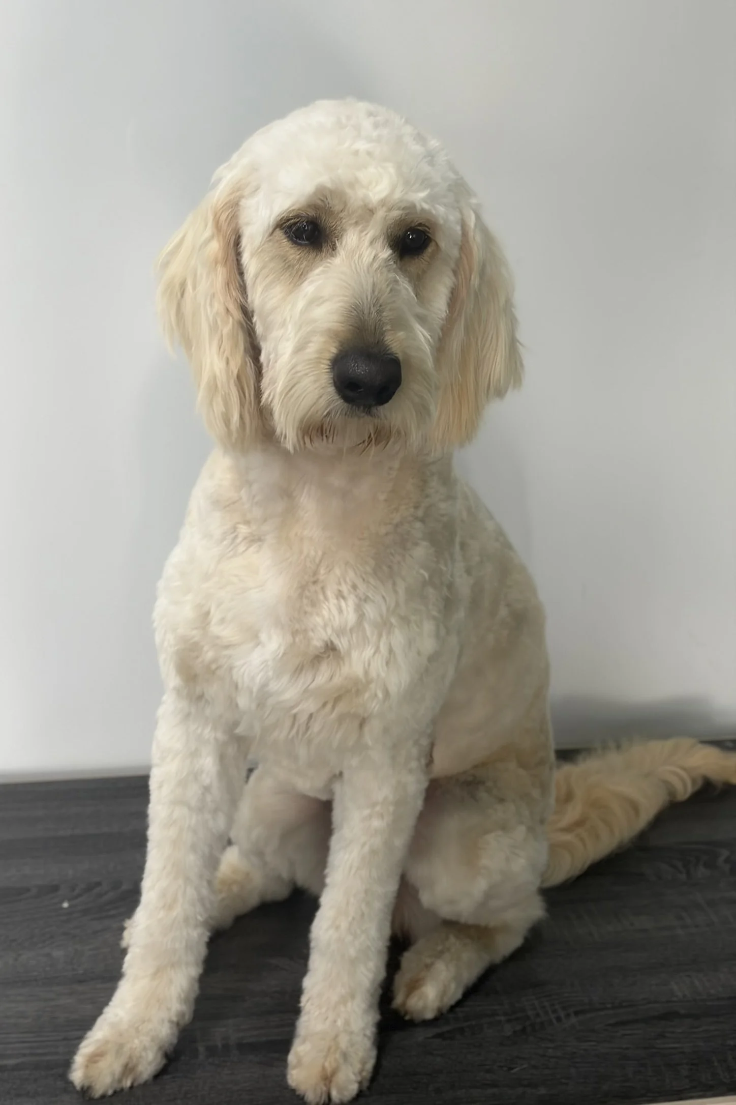Penny - Full Groom