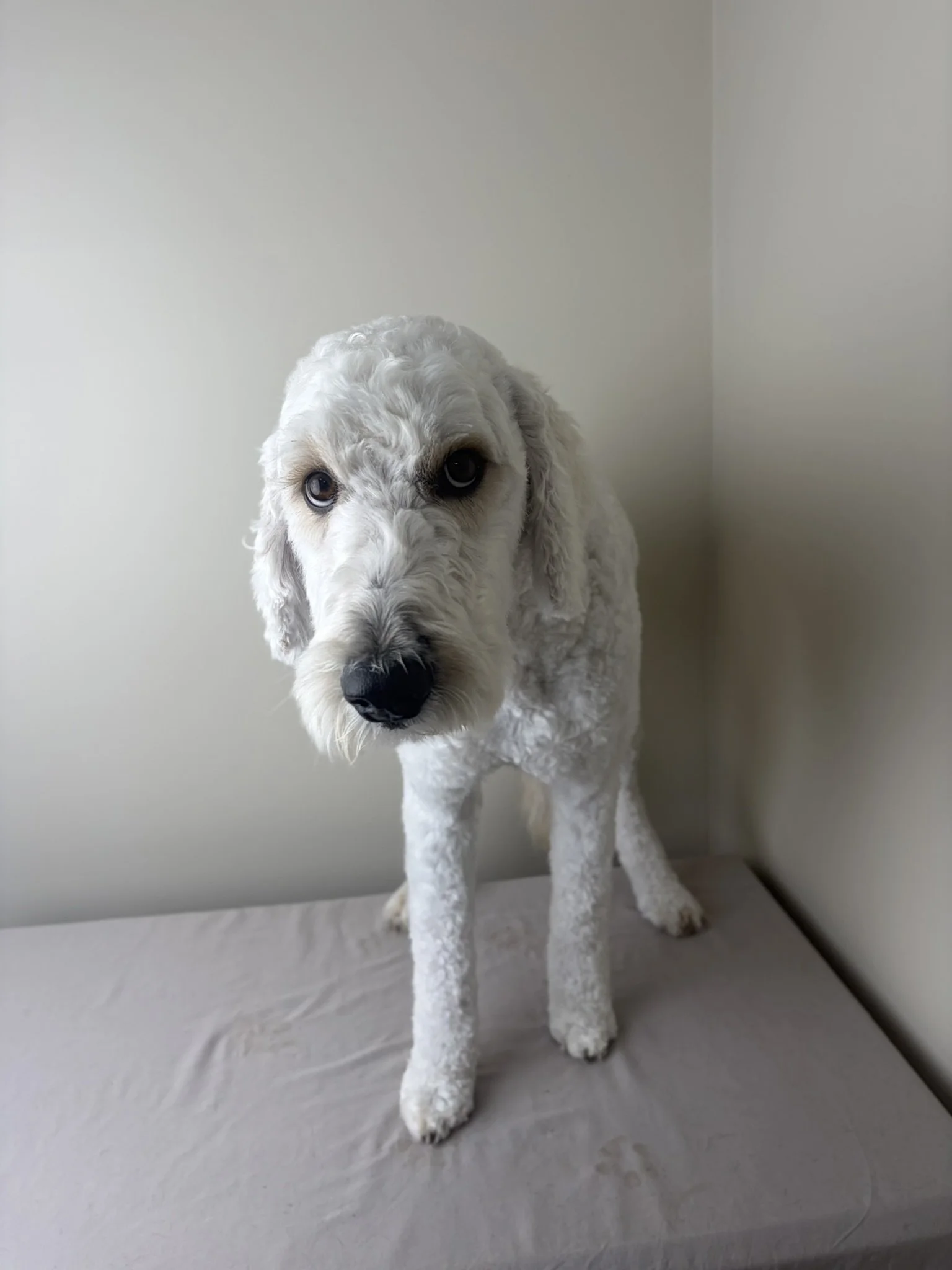 Emmy - Full Groom