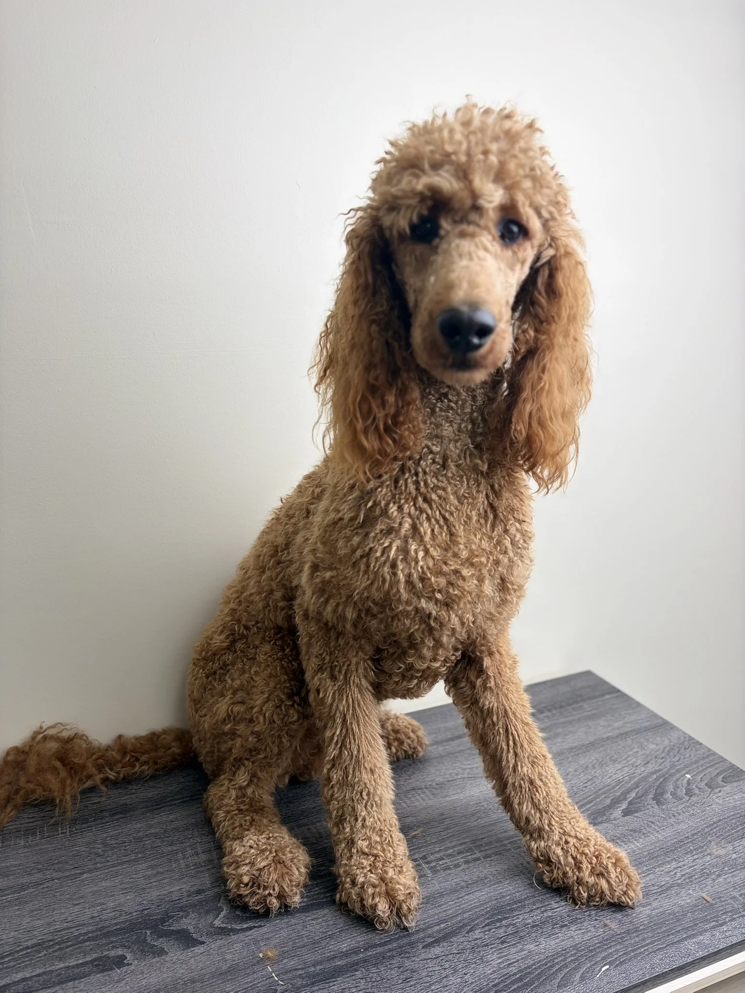 Dog before grooming