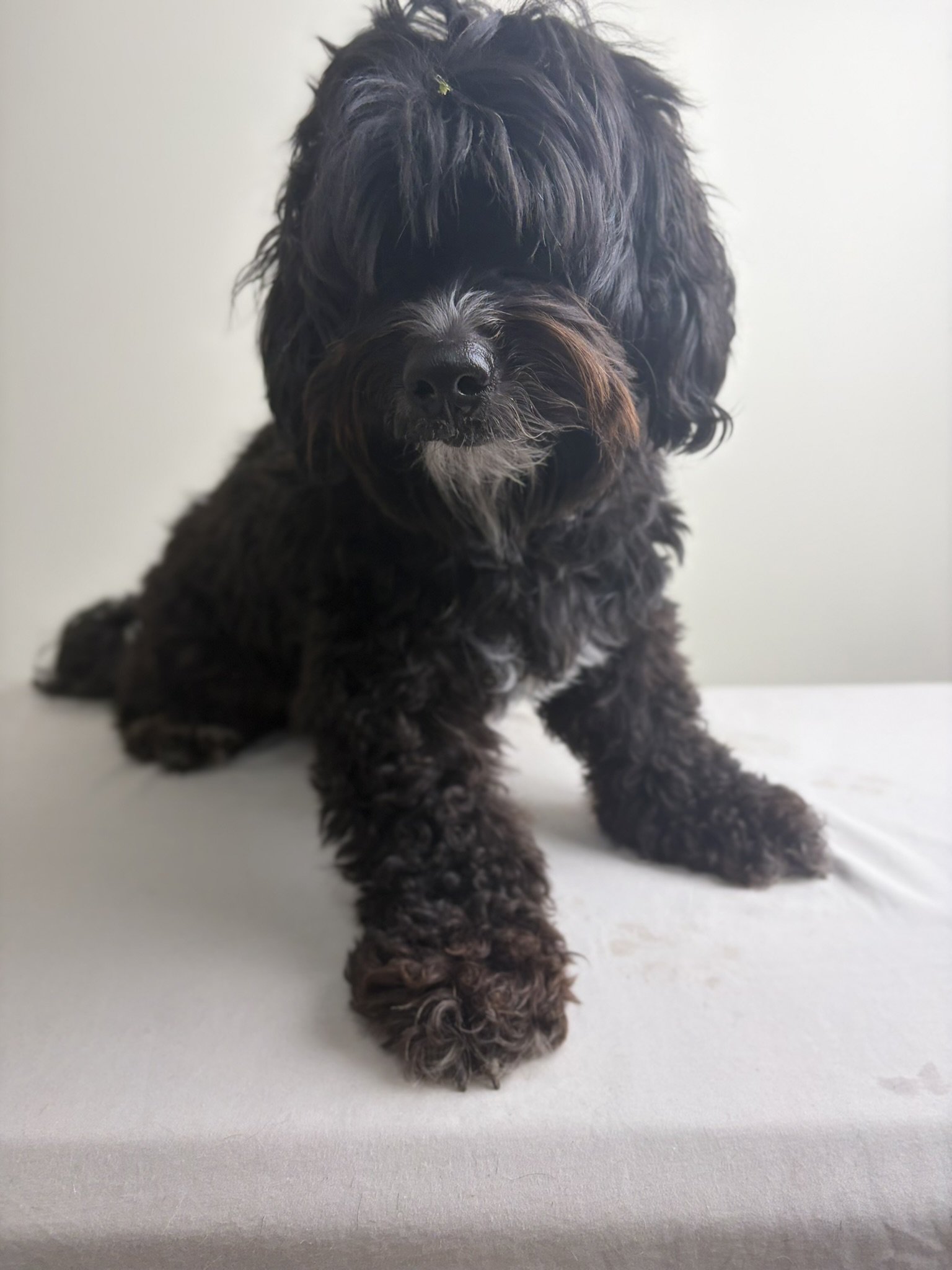 Ziggy - Full Groom