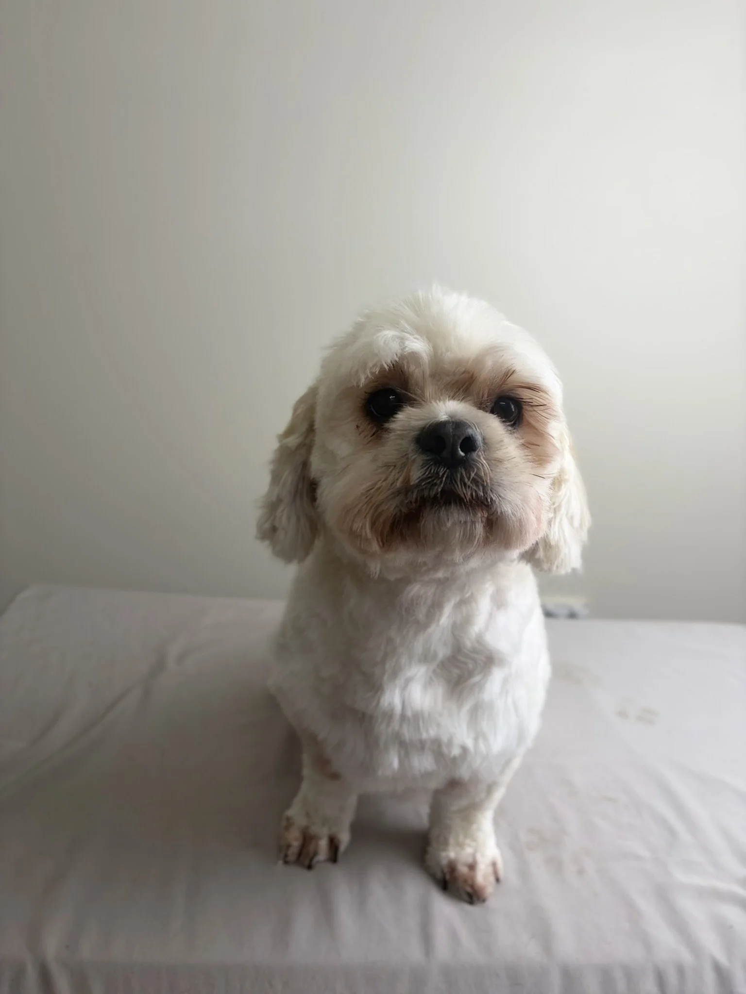 Ralphie - Full Groom
