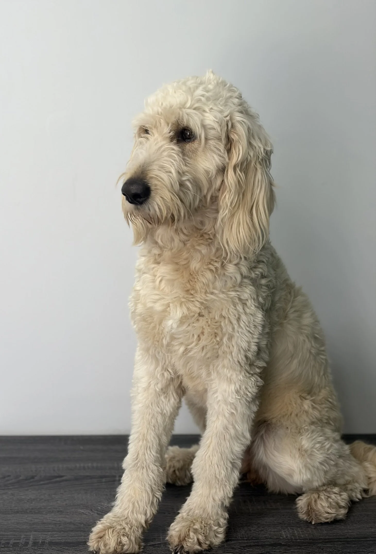 Penny - Full Groom