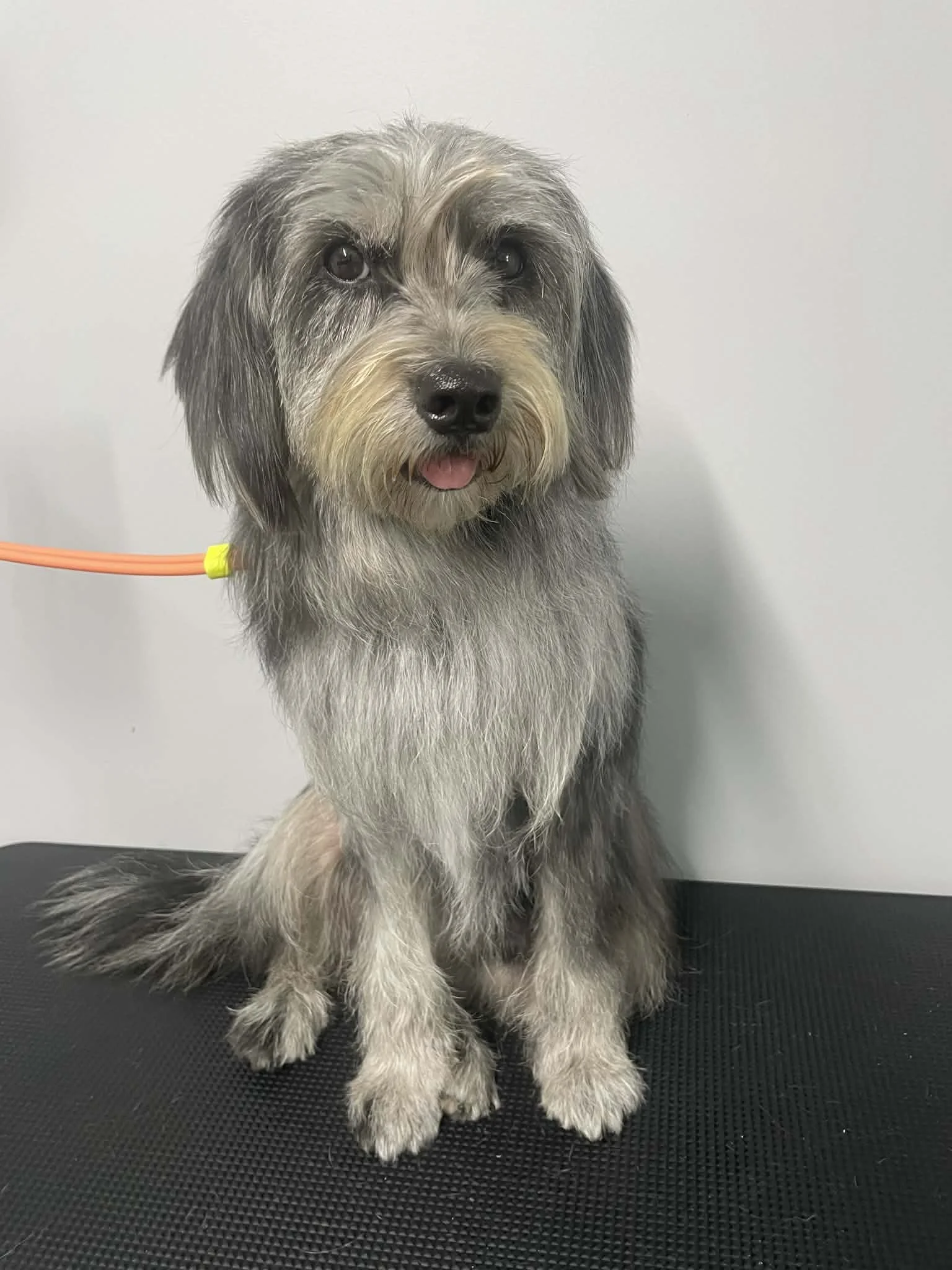 A gray and black long-haired dog sitting on a black surface, looking at the camera with its tongue slightly out.