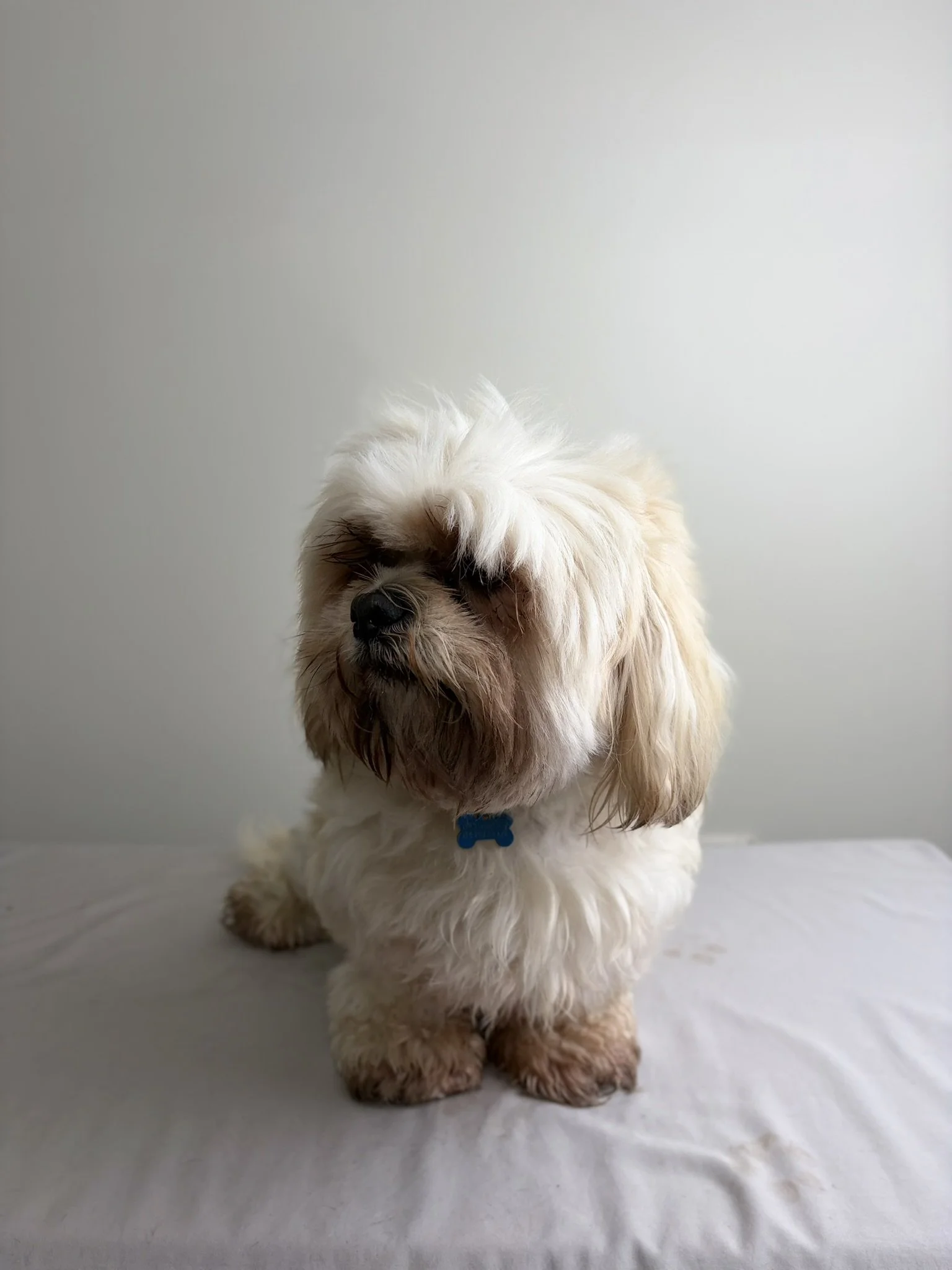 Ralphie - Full Groom