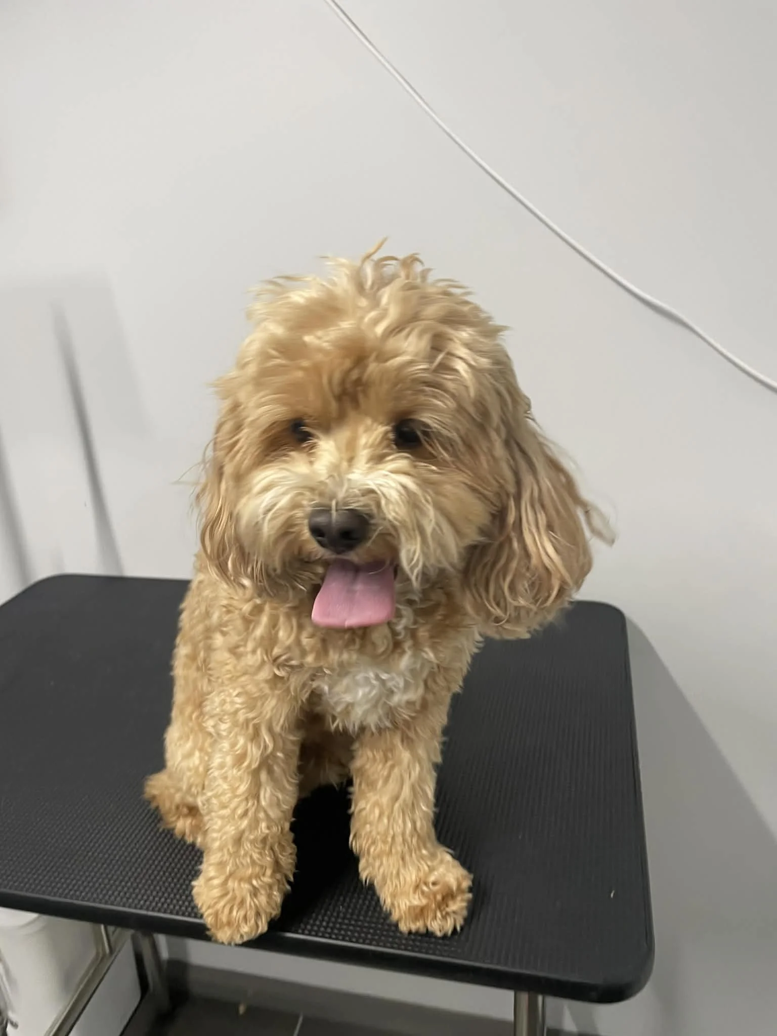 A small, curly-haired, tan-colored dog standing on a black grooming table with a gray background.