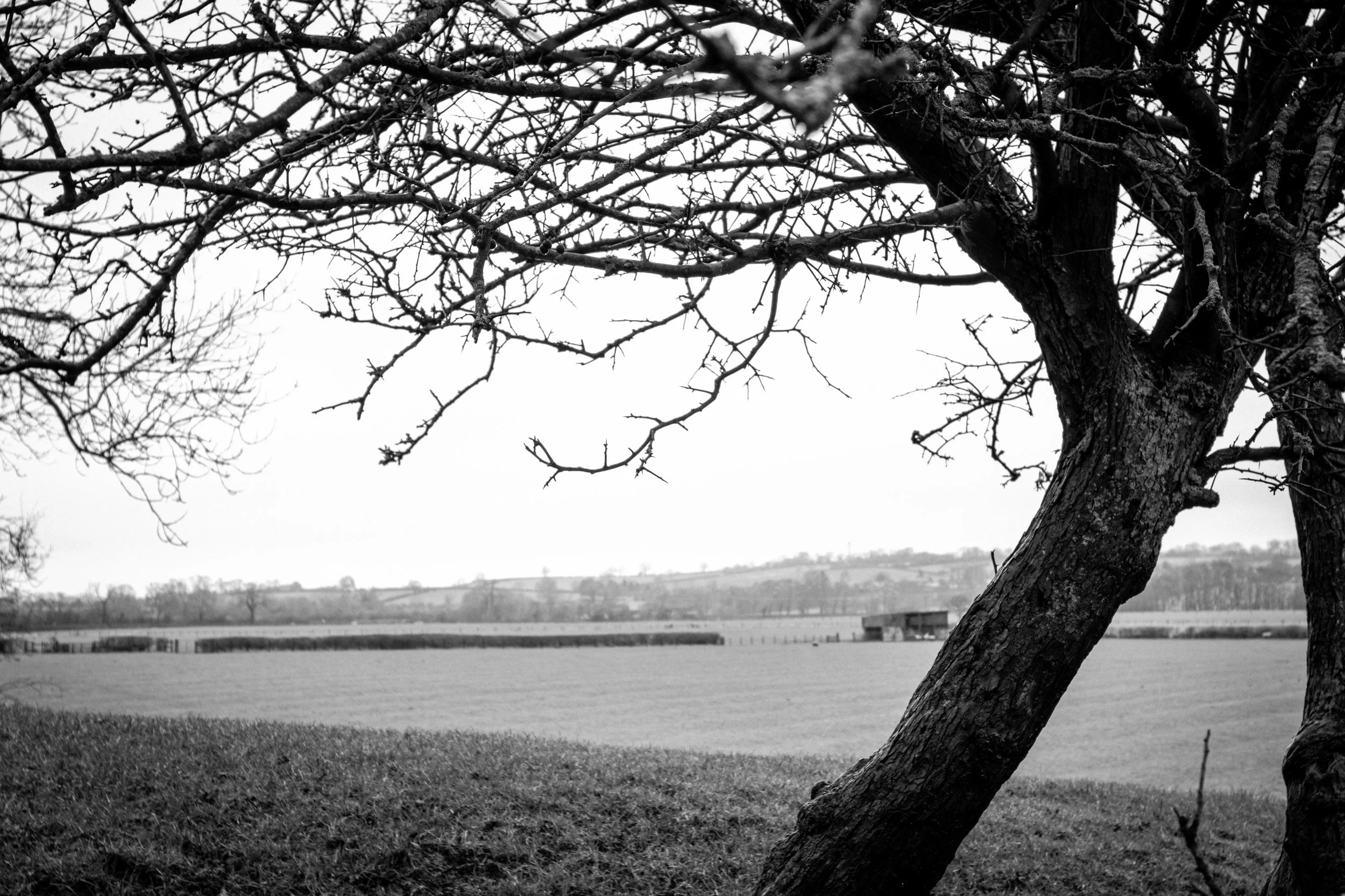 Over The Fields