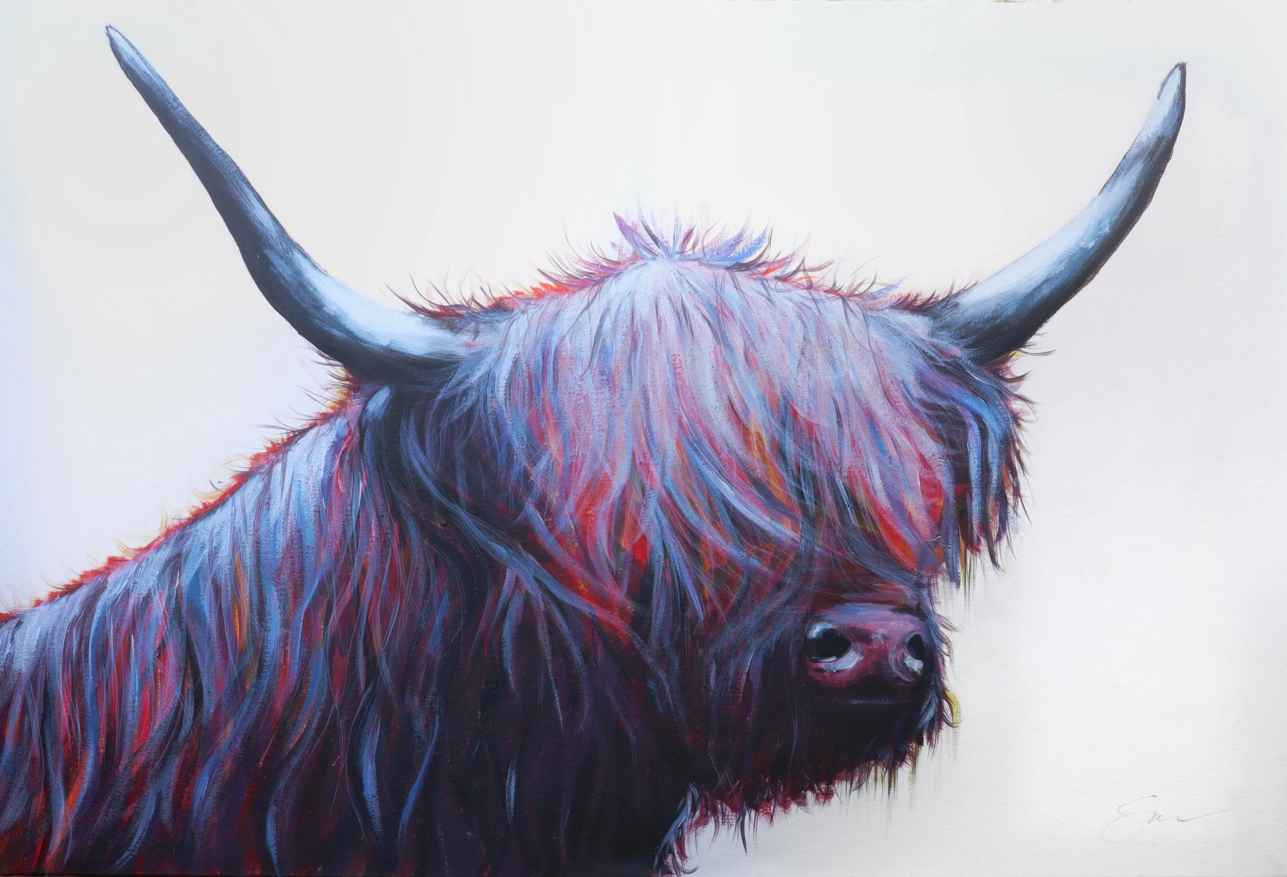 Highland Cow