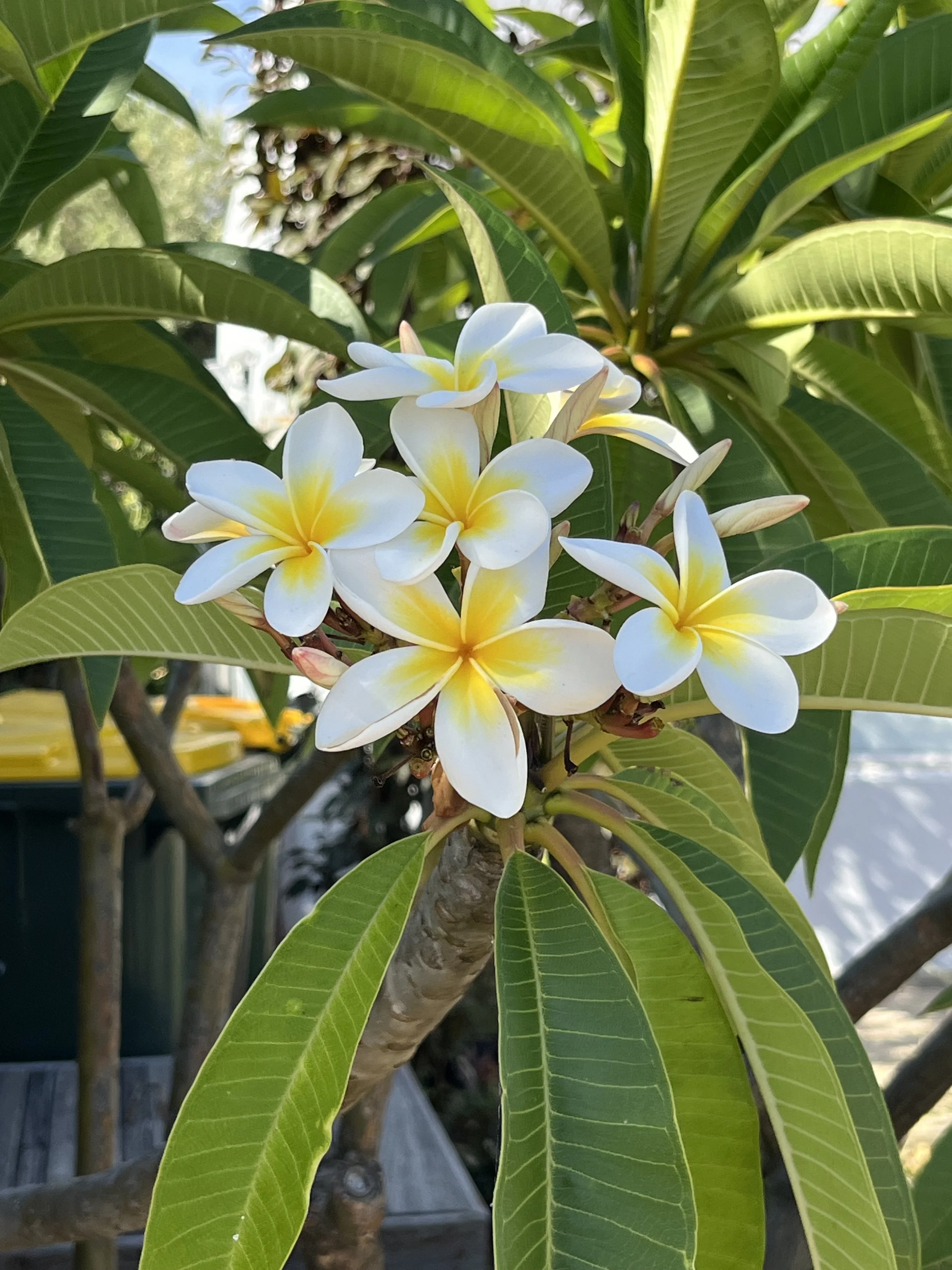Frangipanni flowers in yellow and white