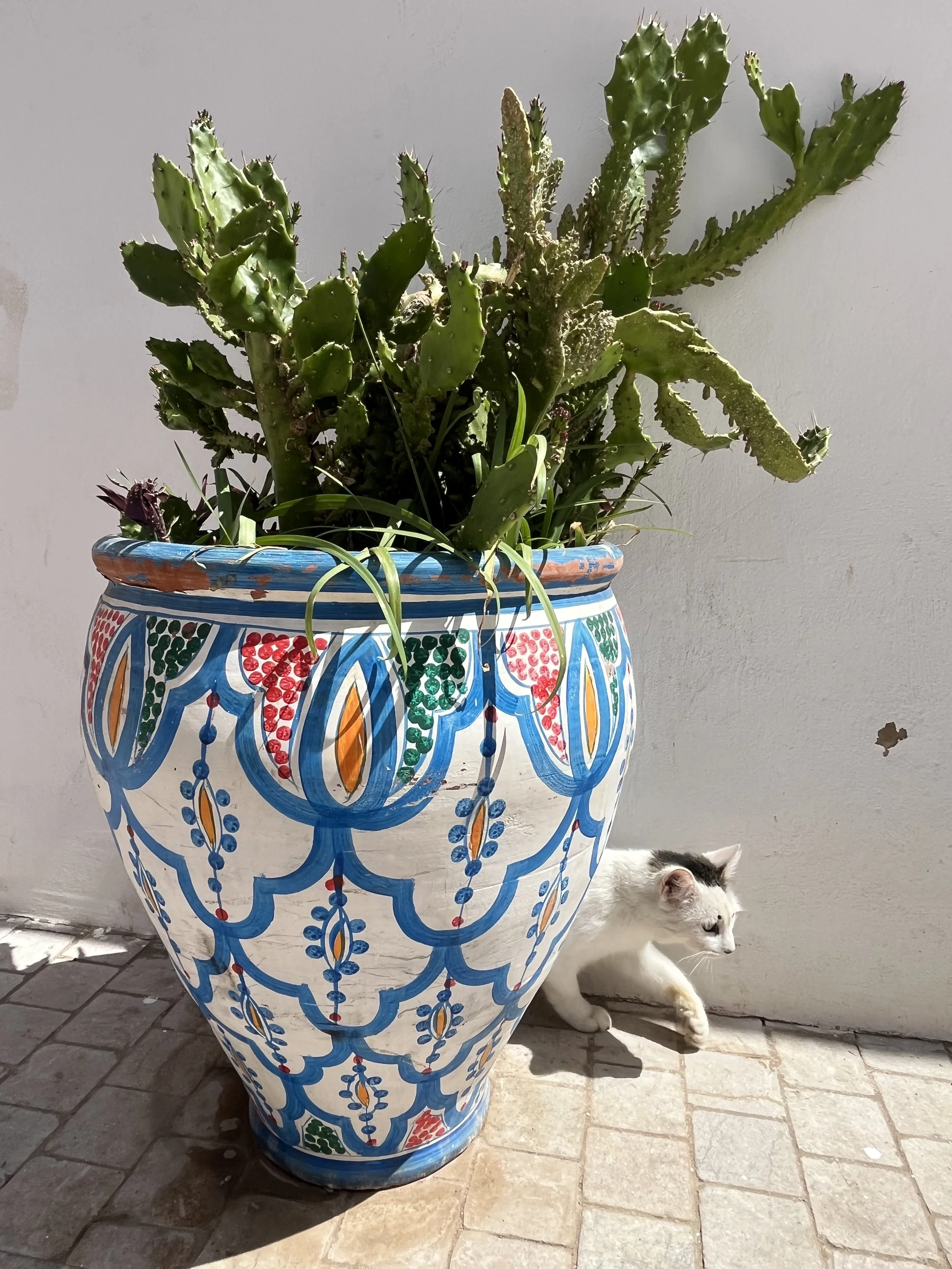 A cat running out from behind a Moroccan pot