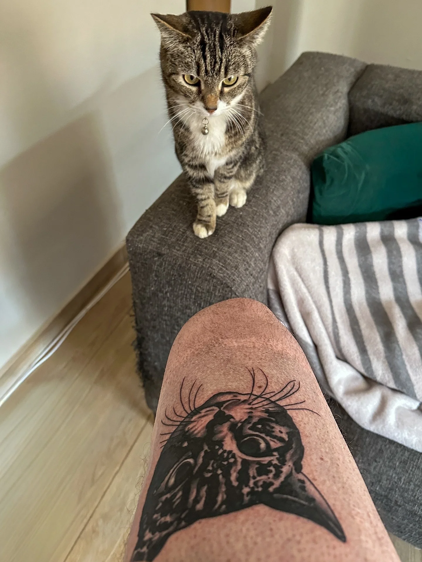 Finally got a little homage to my miracle kitty Miso by the ridiculously talented @marigoldtattoos #cattoo