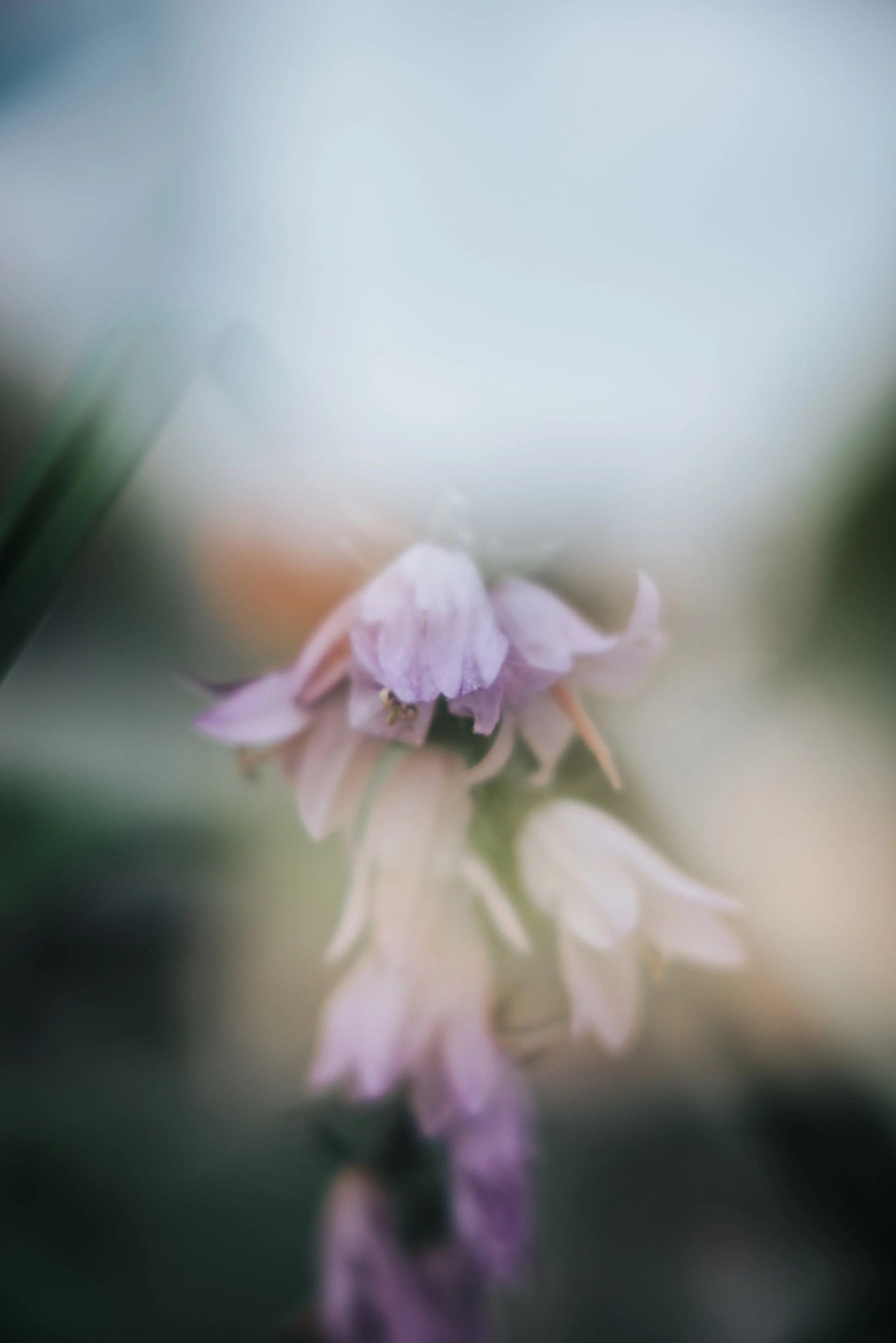 2L4A3365.jpg