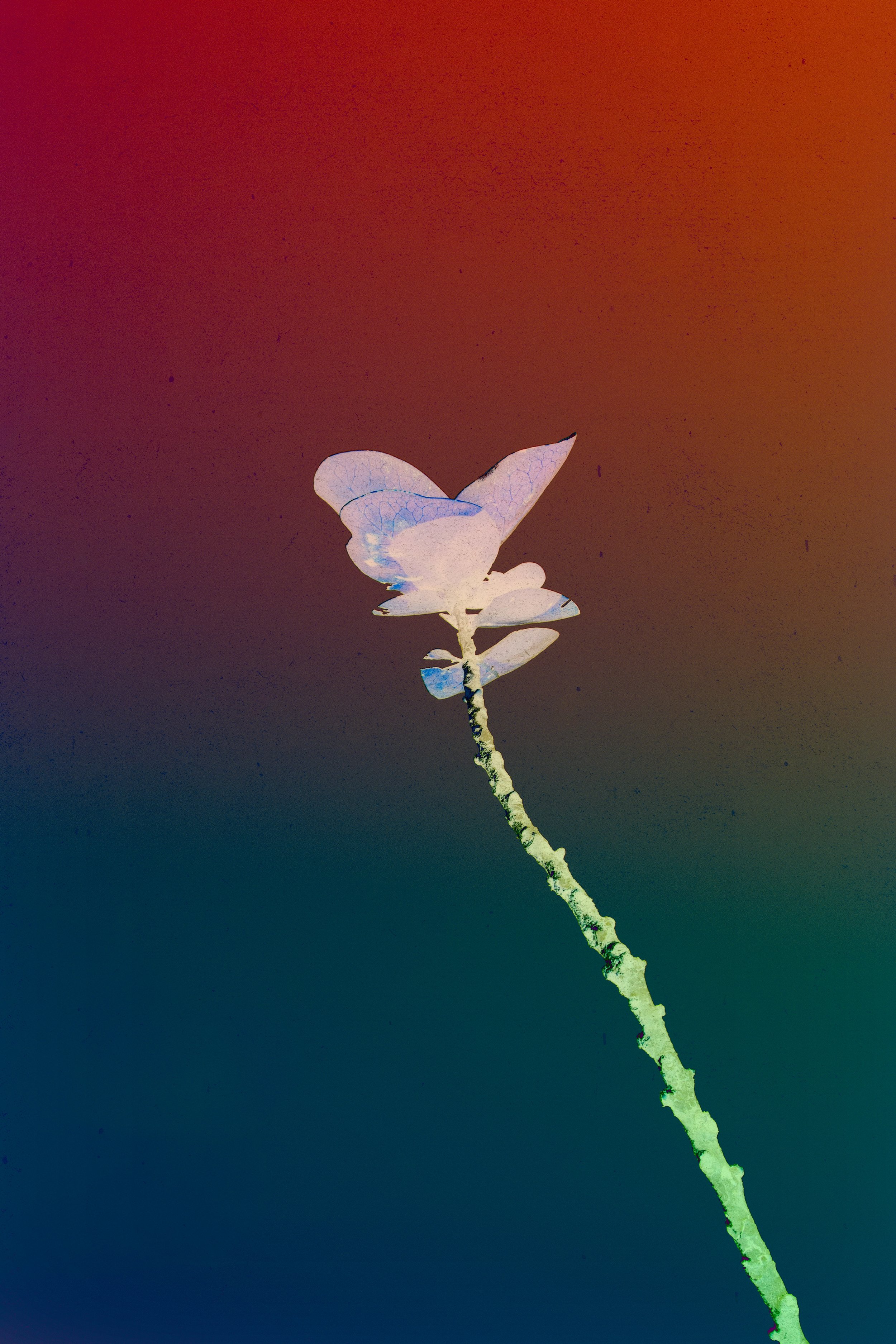 Lonly flower.jpeg