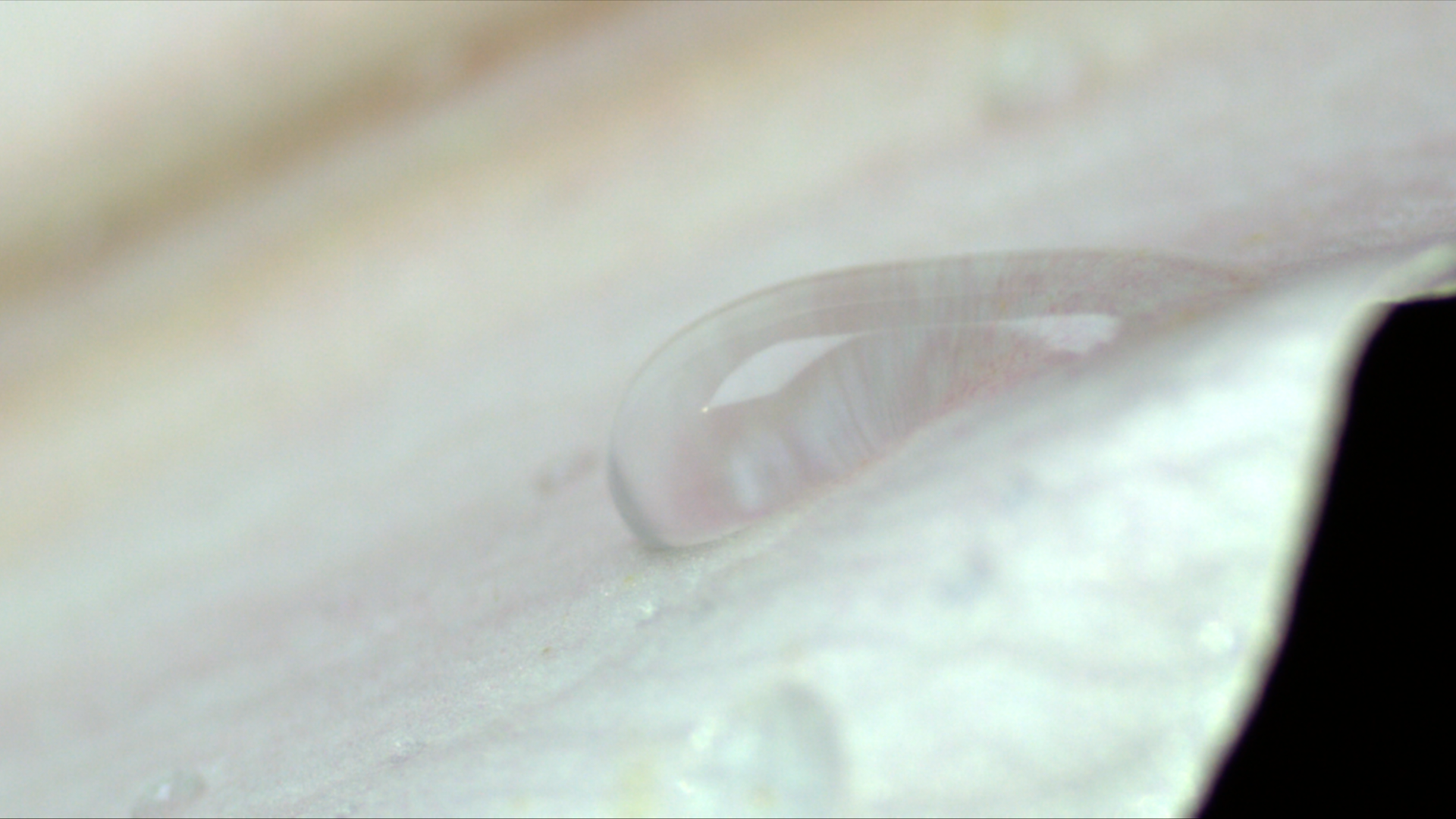 Close-up of a single water droplet on a white petal or leaf surface with a black background.