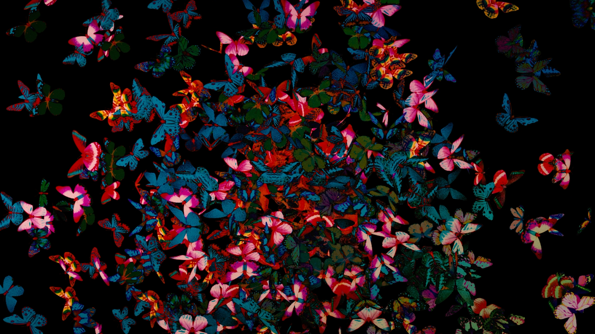 Numerous colorful butterflies of pink, blue, red, and green hues fluttering against a black background.