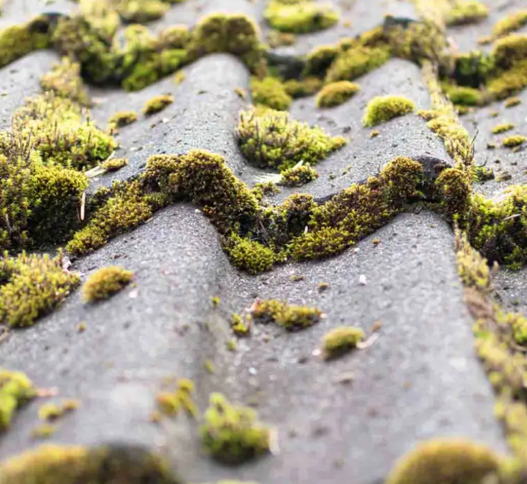 Professional roof cleaning removing moss and debris