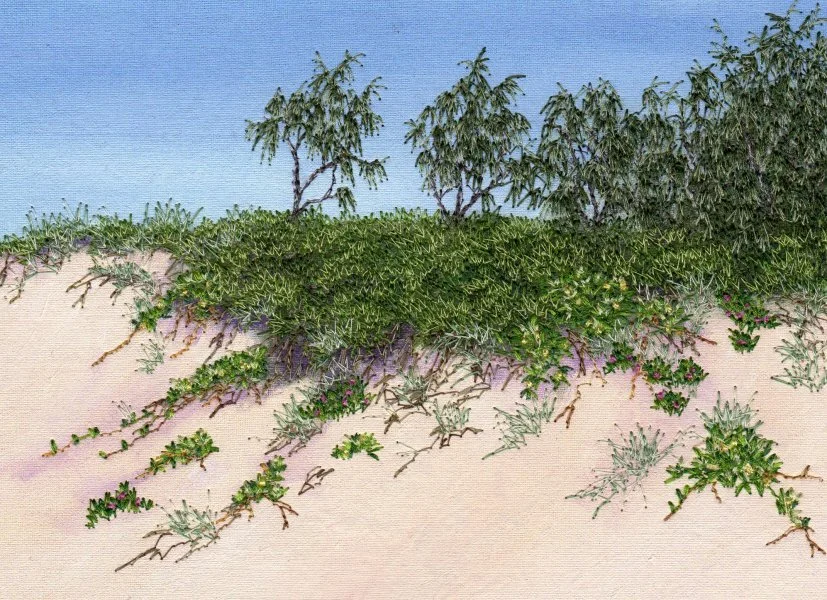 Bernardine Hine Dune-Flora.jpg