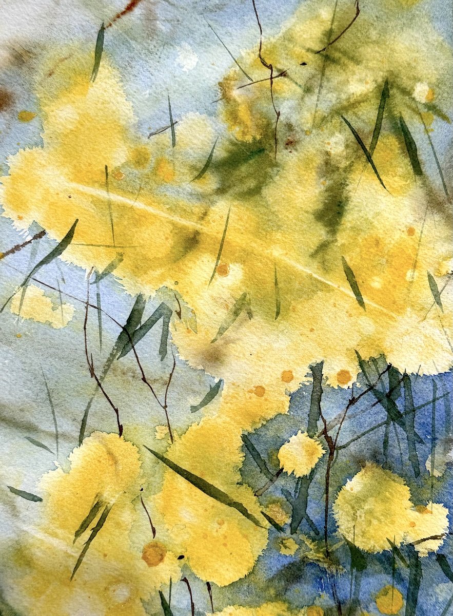 wattle bloom joanne duckworth watercolour painting.jpg