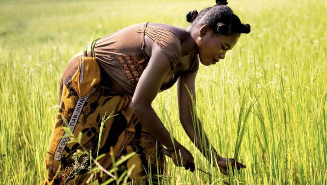 AfDB Grants $1.4 Million to Strengthen Women Agri-Businesses in Zambia, Tanzania and Mozambique