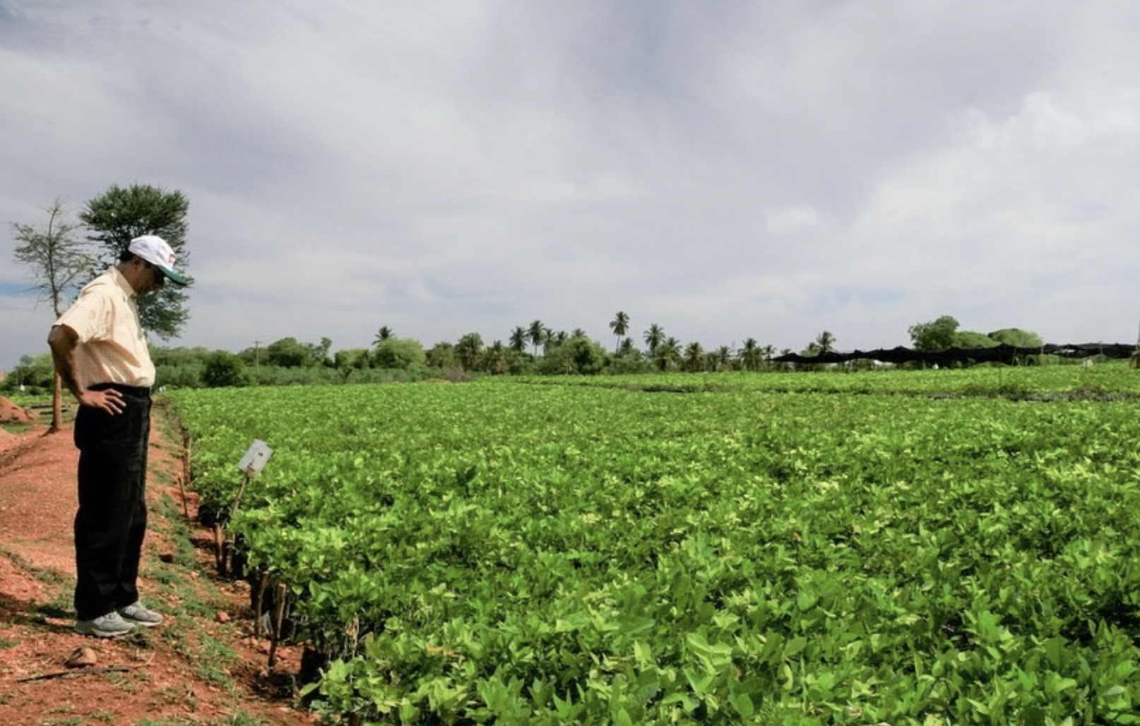 PHYLA Earth: Regenerative Agriculture for Zambia’s Future