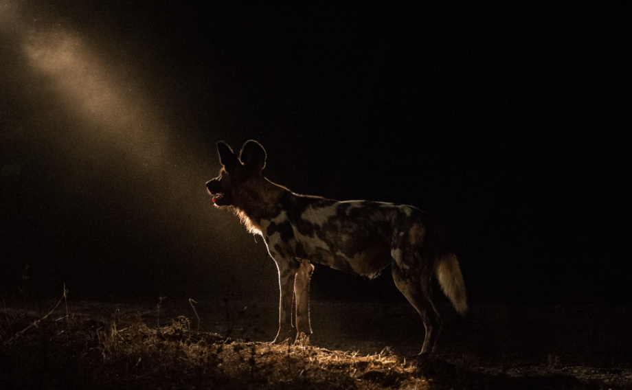 South Luangwa: A Top Destination For Wild Dogs