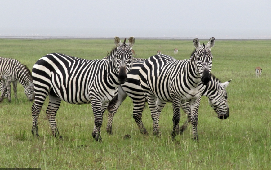 The Zambian Government Makes Historic Commitment to Protect Kafue National Park