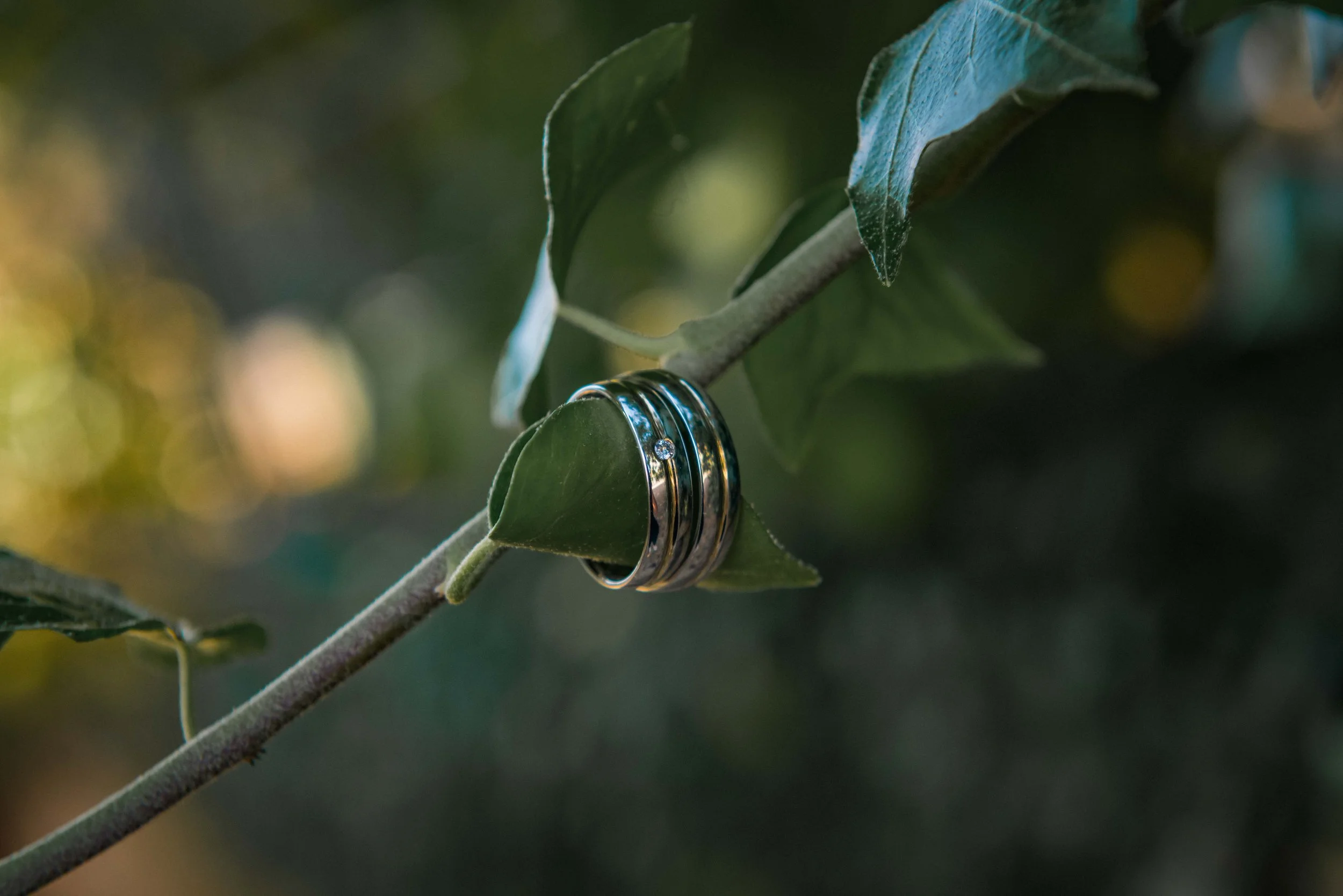 Zwei goldene Eheringe hängen an einem grünen Ast mit Blättern