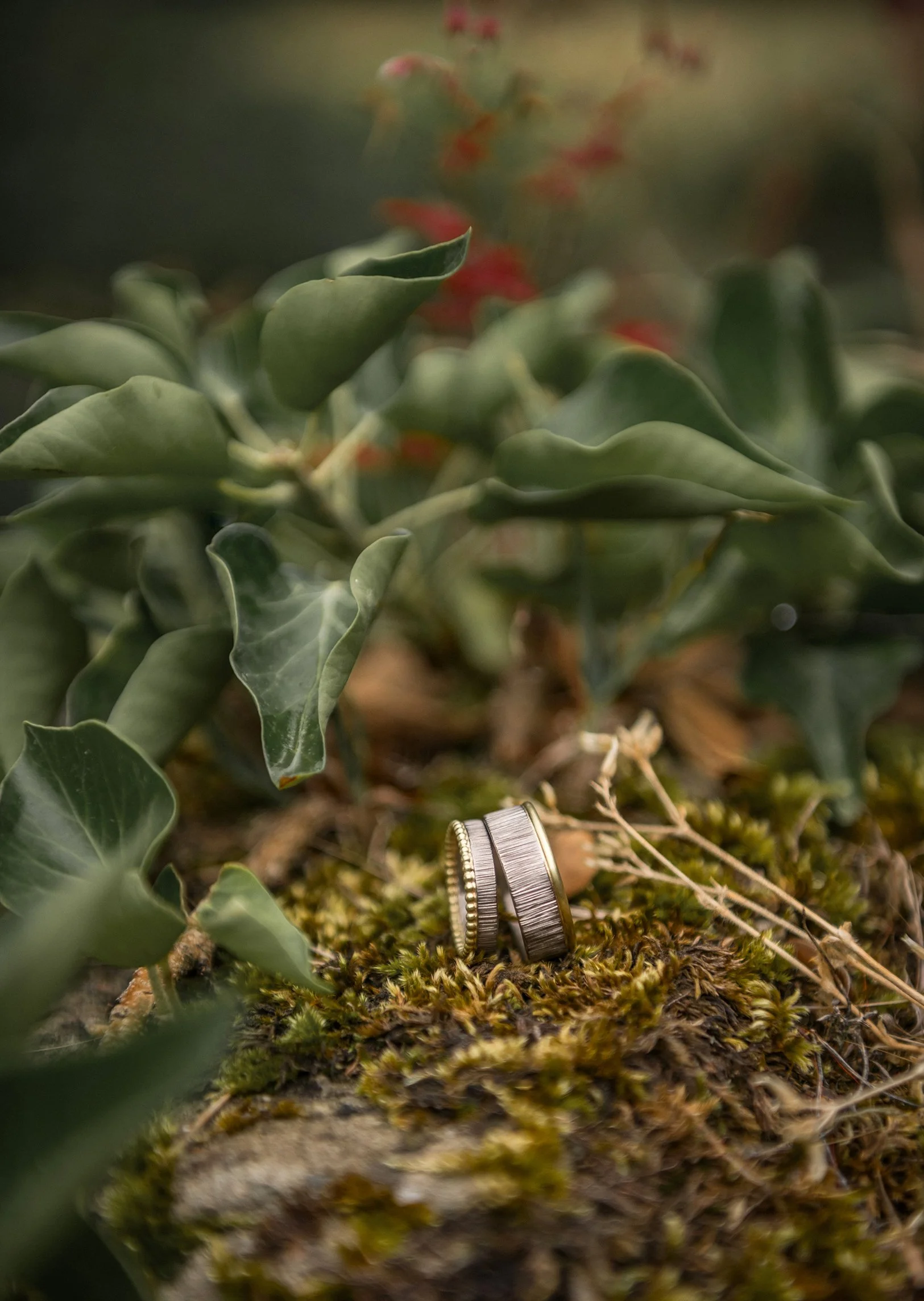 Zwei Silberringe liegen auf moosbedecktem Boden, umgeben von grünen Blättern und kleinen Pflanzen.