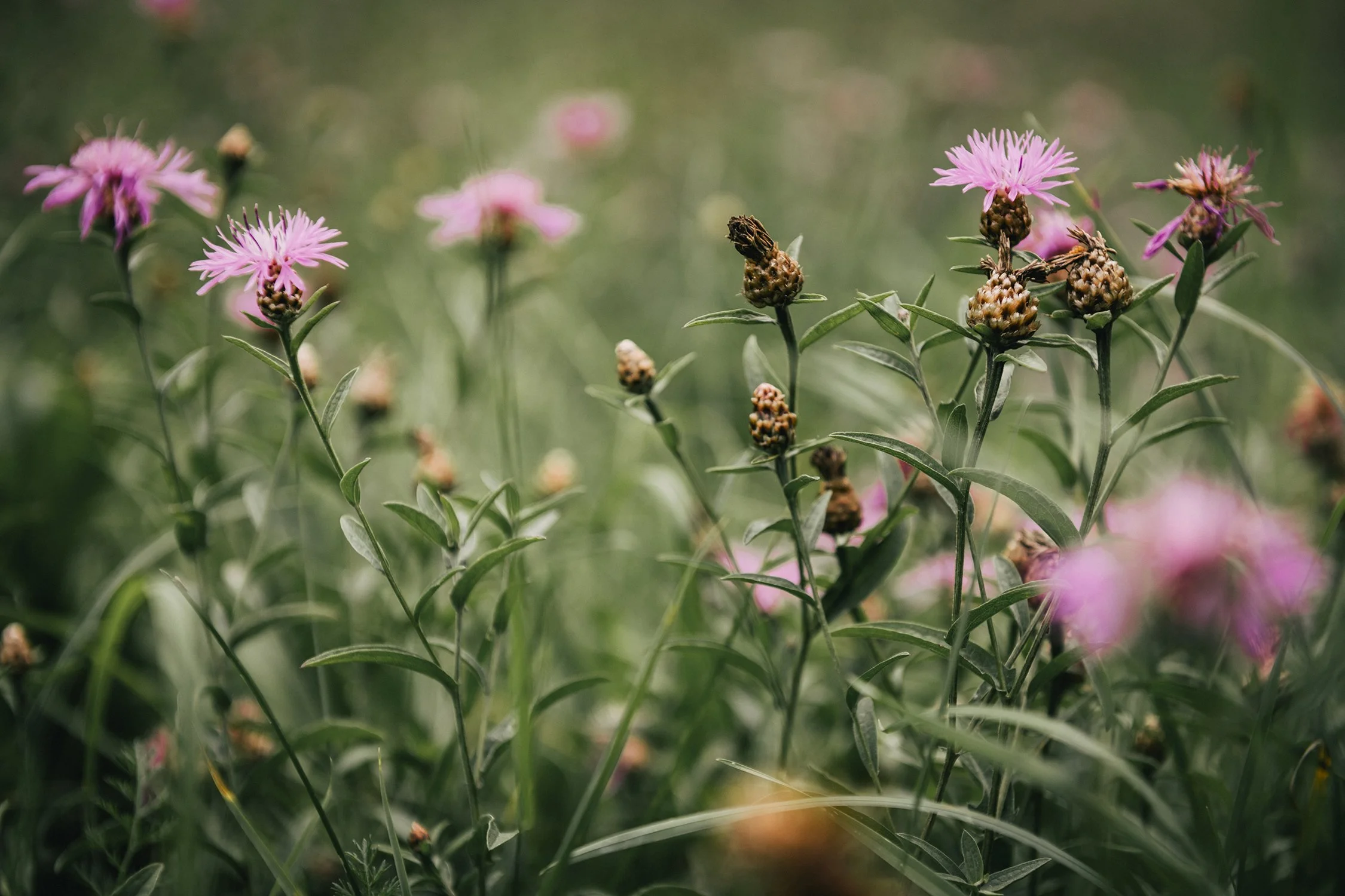 Rote und rosa Blumen in einer Wiese mit grünem Hintergrund