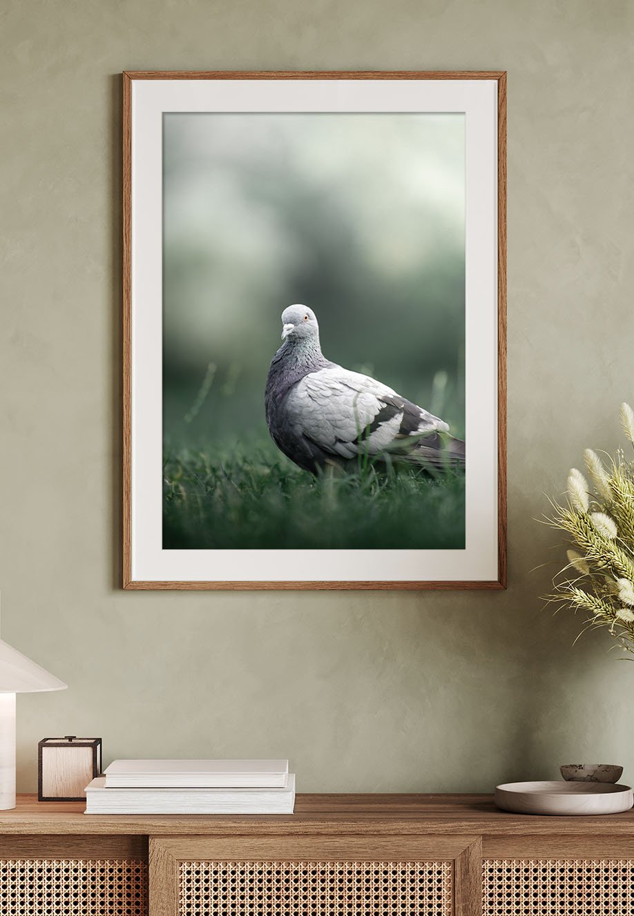Fotografie einer Stadttaube, die auf Gras steht, mit unscharfem Hintergrund, in einem Rahmen an einer Wand.