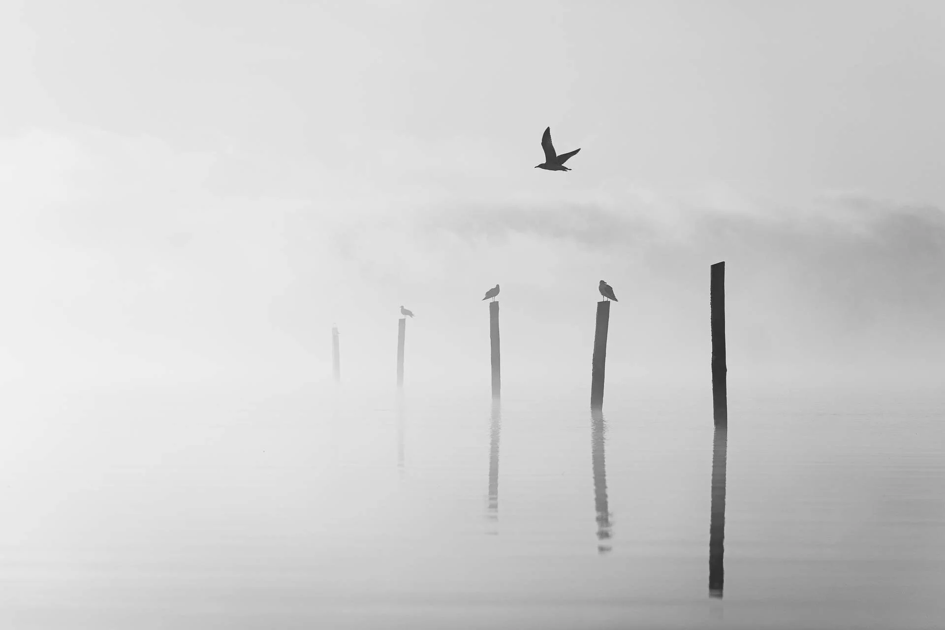 Schwarz-weiße Fotografie von fünf Pfählen im Wasser mit drei sitzenden Vögeln auf den Pfählen und einem fliegenden Vogel am Himmel.