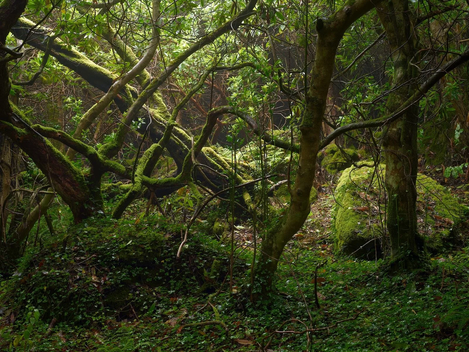 Geraldines Garden 4, Ireland 2012