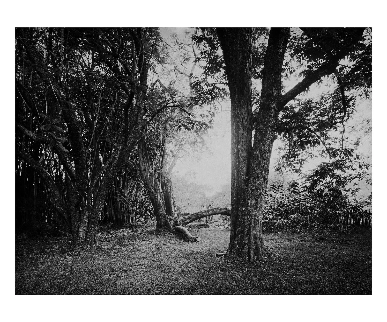 Mae´s Garden 1, 100 x 130 cm, South Africa 2001