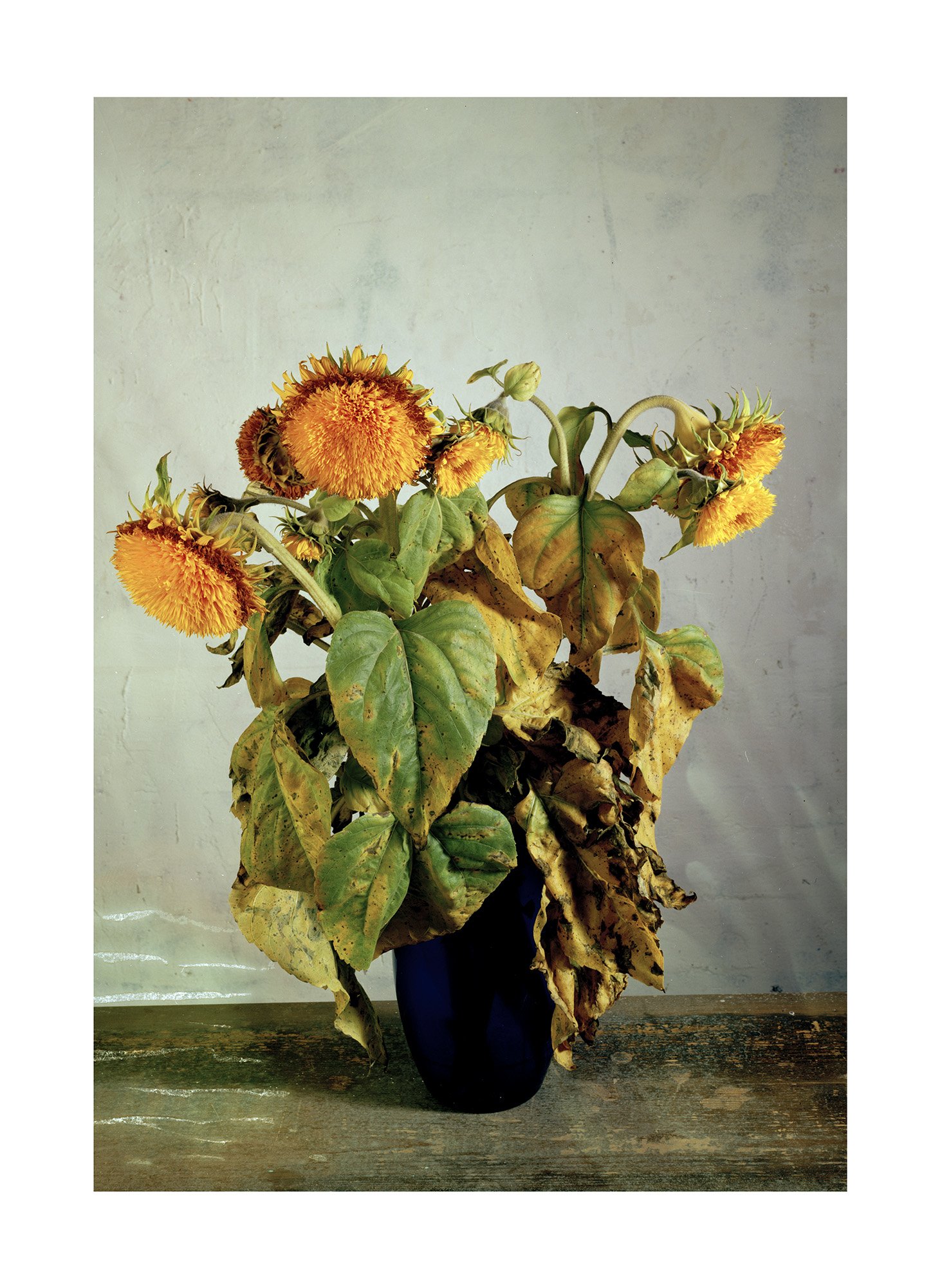 Fate in a Vase 4, 240 x 180 cm, 1997