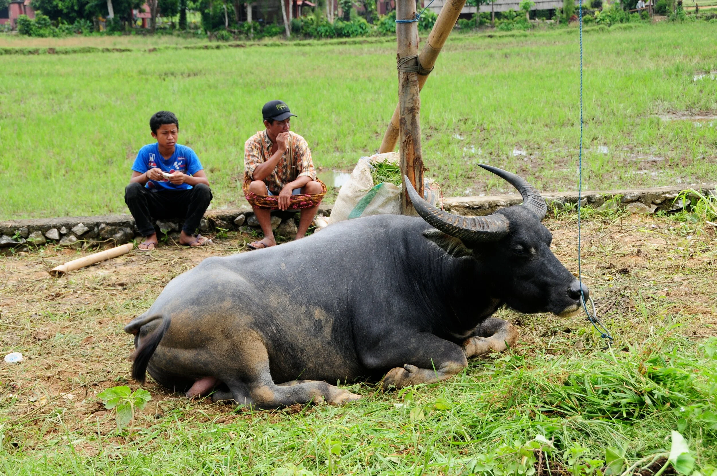 funeral water buffalo.jpg