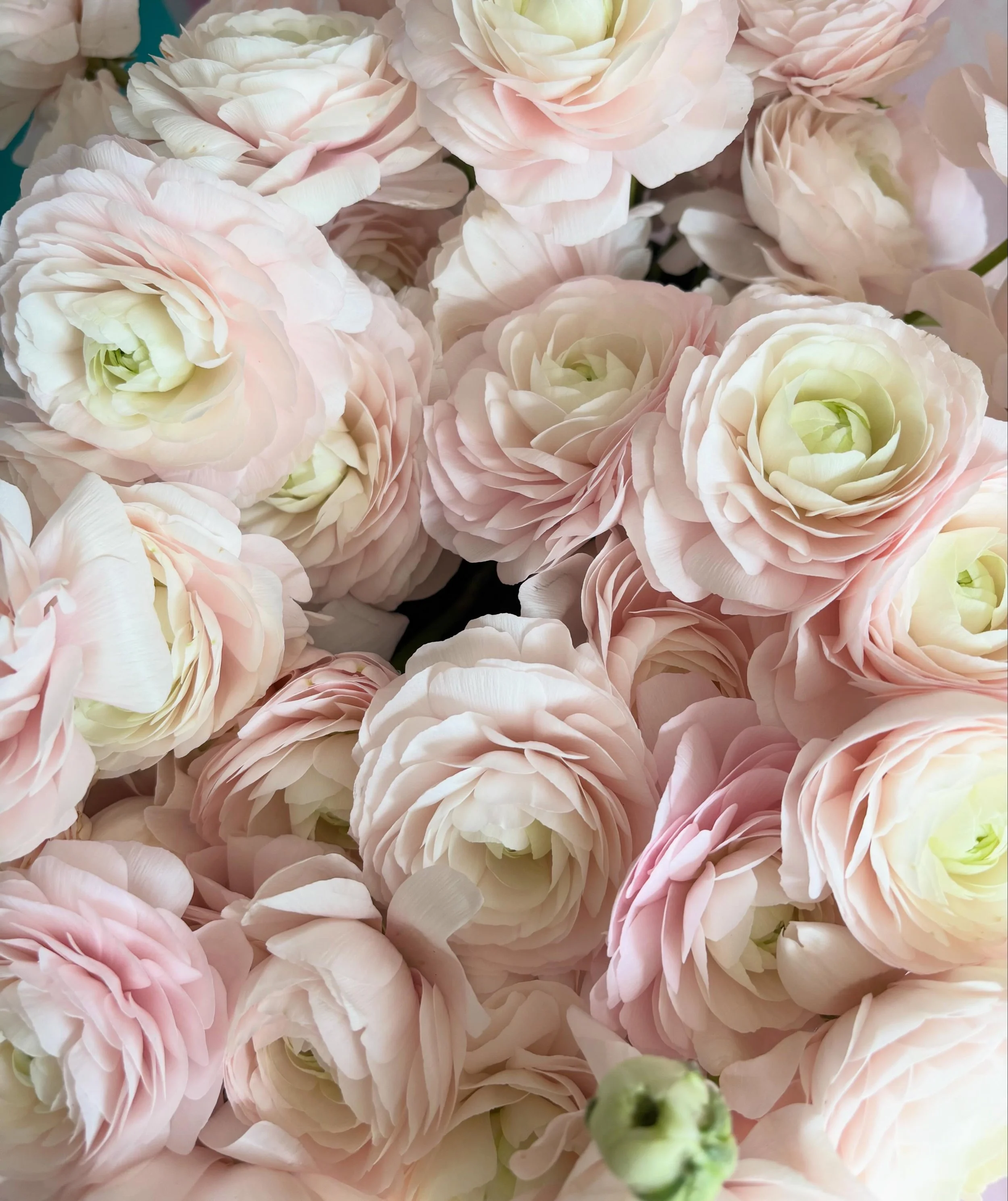 All the ruffles! What's not to love about ranunculus? I've got so many beautiful flowers in the workshop ready for this week's wedding 💕
