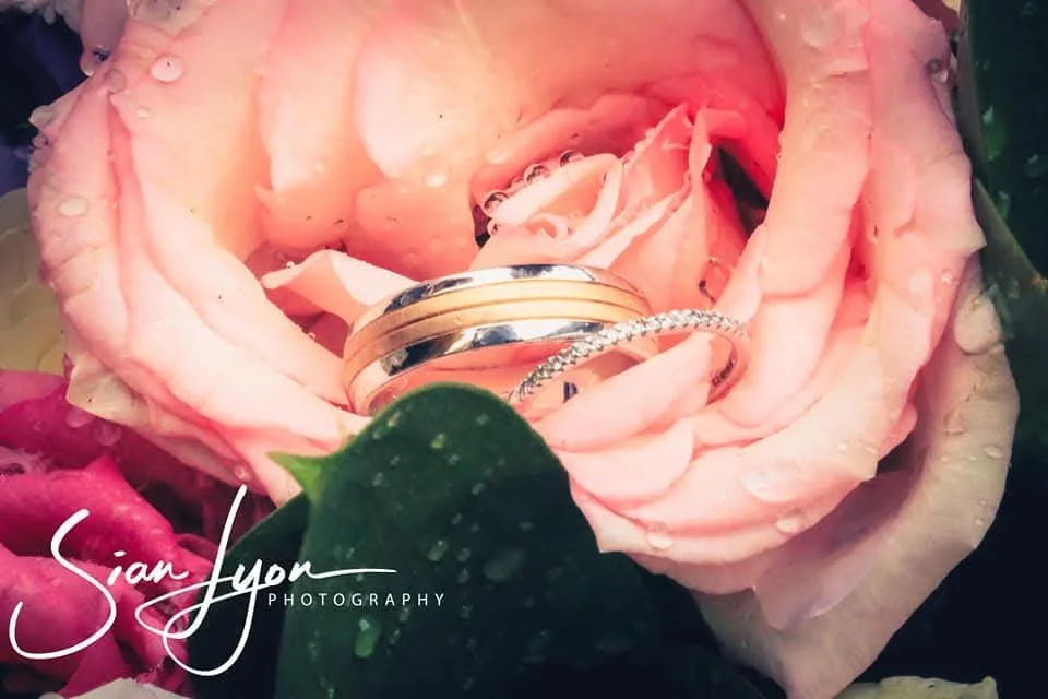 A close-up of a pink rose with dew drops, with wedding rings resting inside the petals.