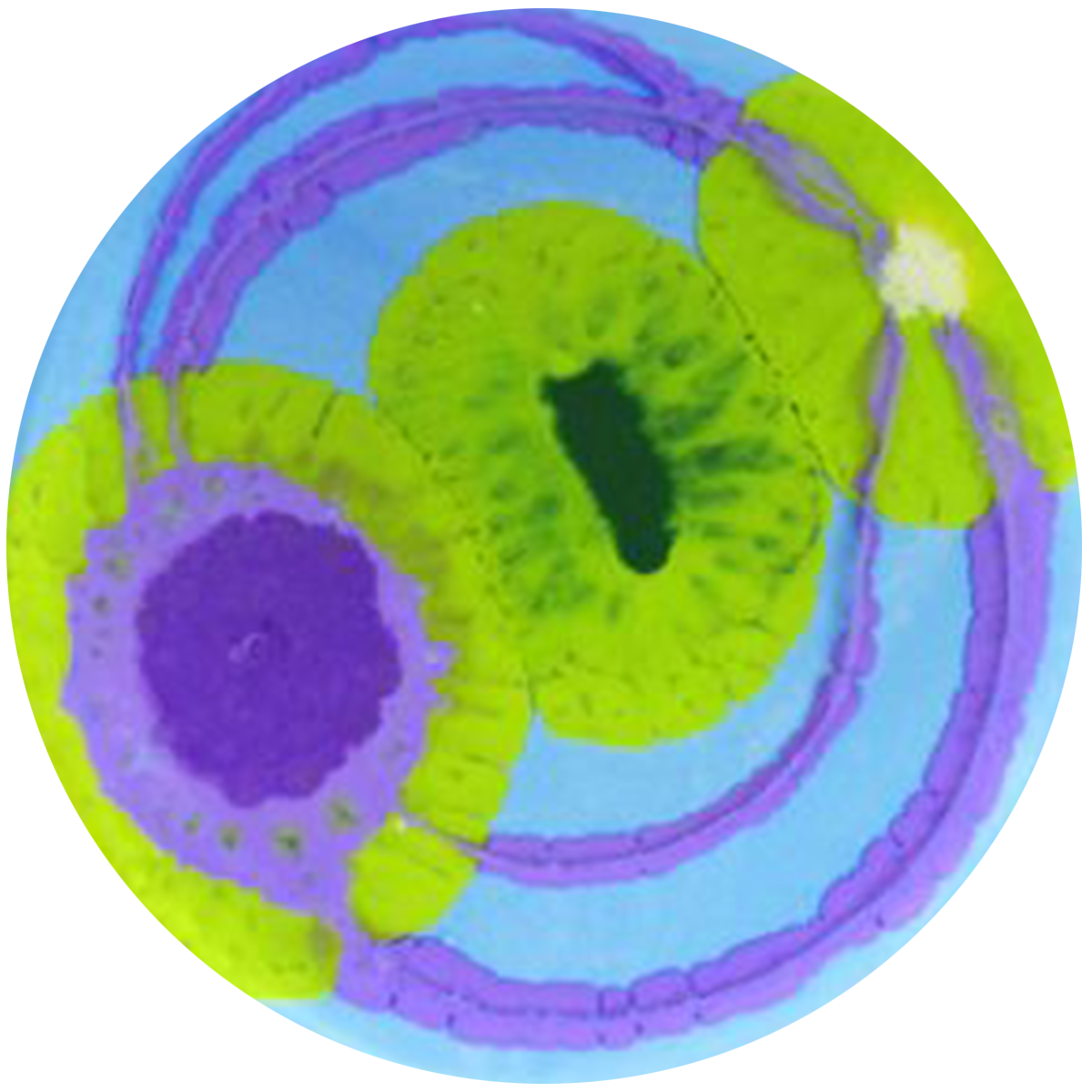 Colorized microscopic image of plant cells with green, purple, and blue hues.