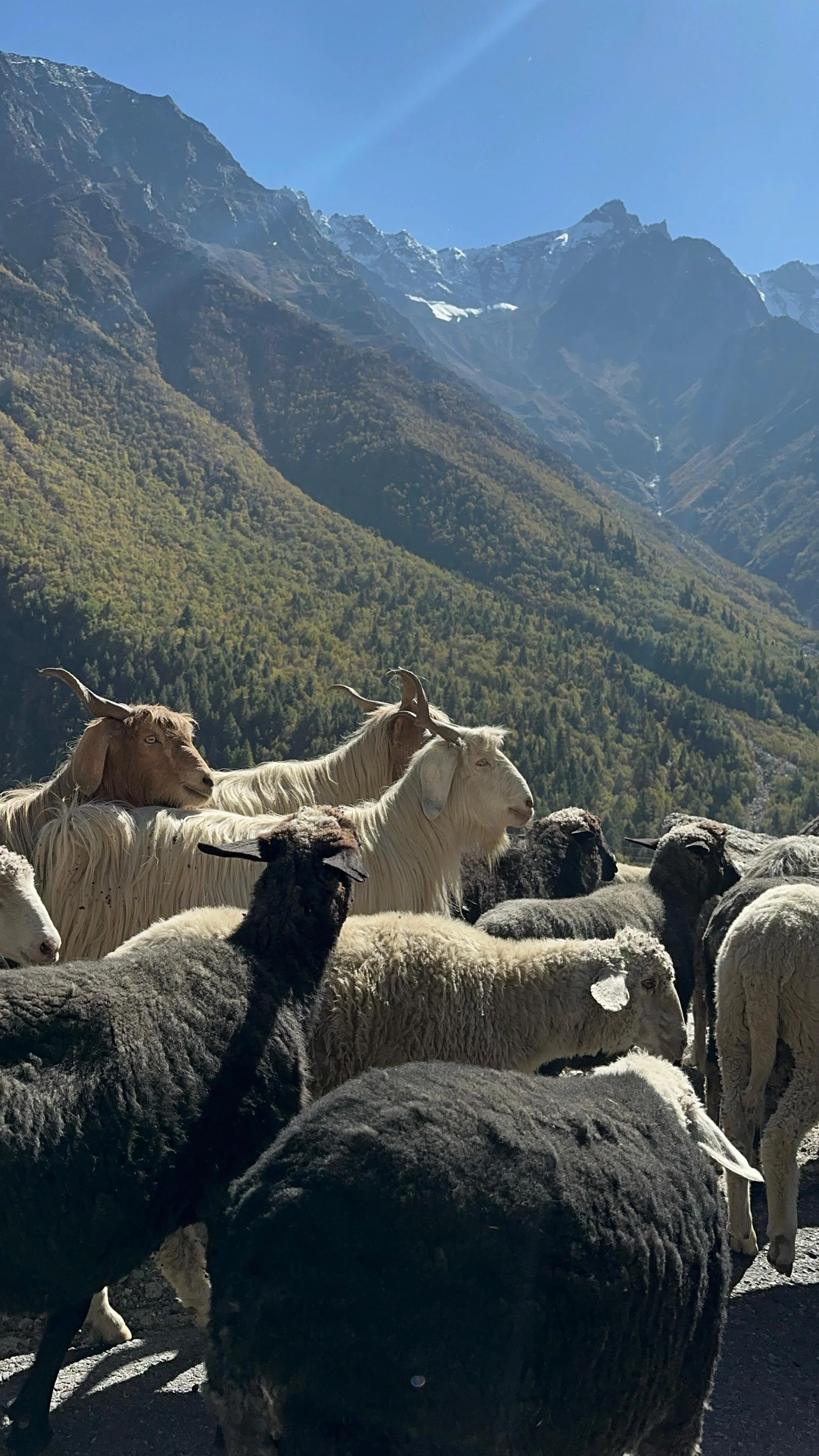 Sheep and goats grazing on a mountain landscape with green hills and snow-capped peaks under a clear blue sky.