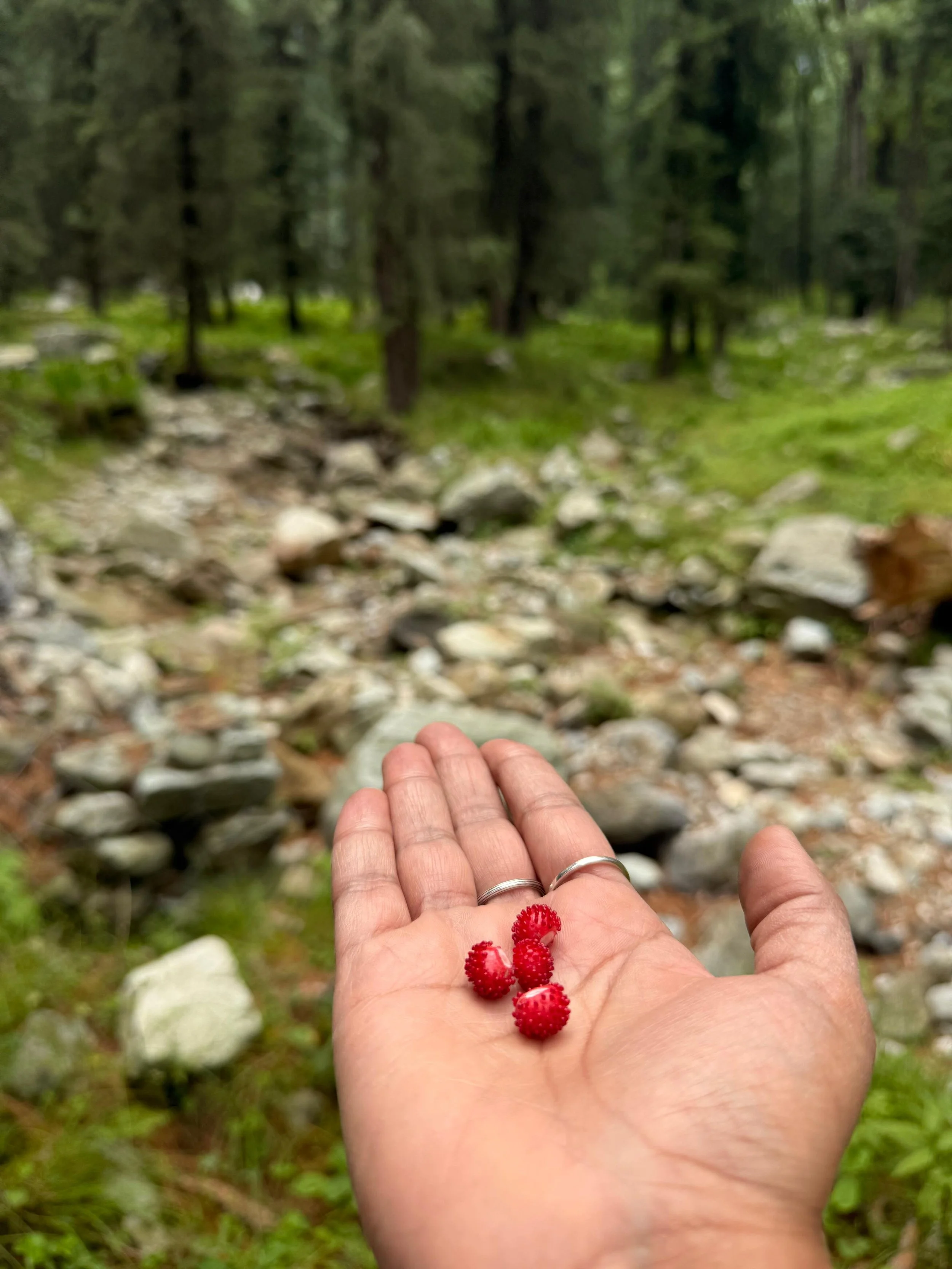 A person's hand holds small red berries in a forested area with trees and rocks in the background.
