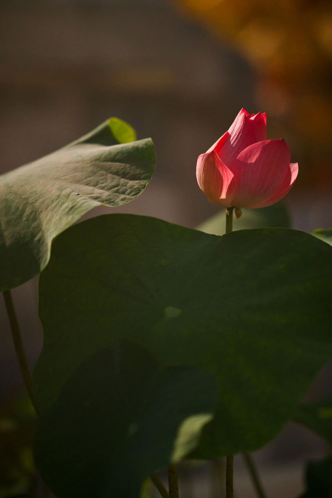 Soft pink lotus in the sun showing the delicate natural lip blush result at Paddington Studio.