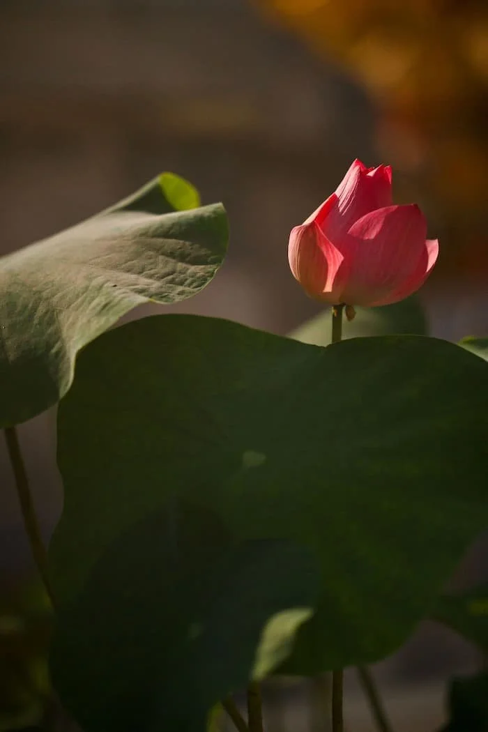 Soft pink lotus in the sun showing the delicate natural lip blush result at Paddington Studio.