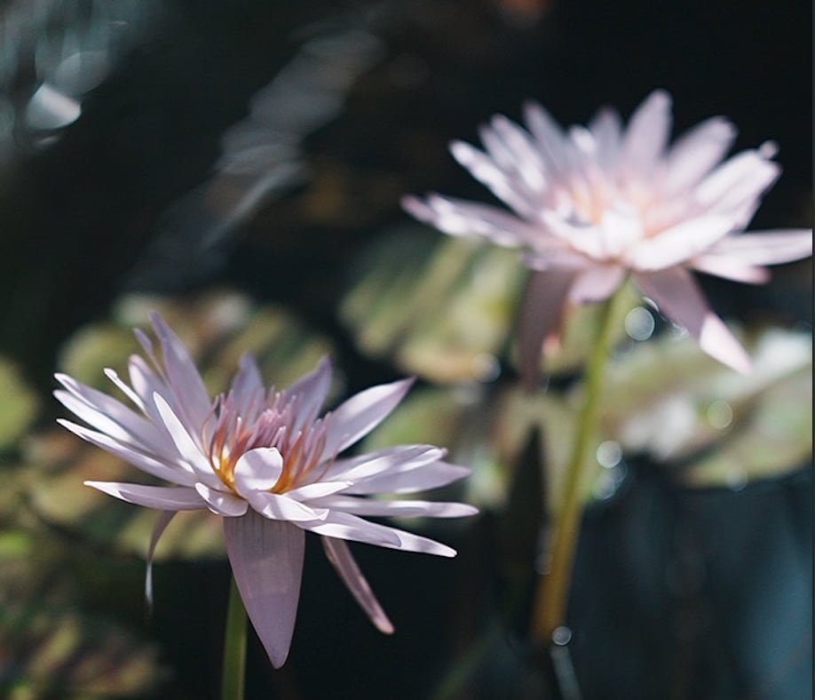 Two pink waterlilies in the pond