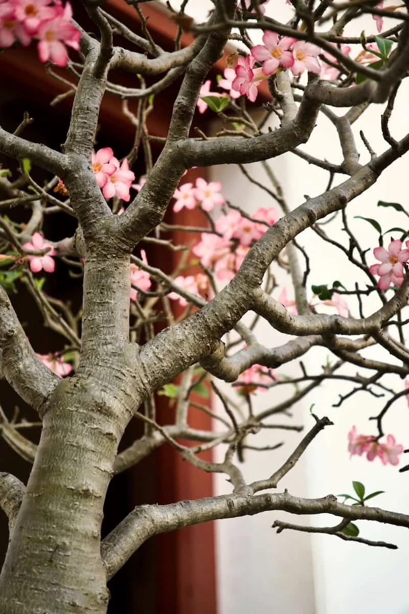 A tree with pink flowers and temple in the background showing the stillness and relaxing atmosphere in Paddington studio.