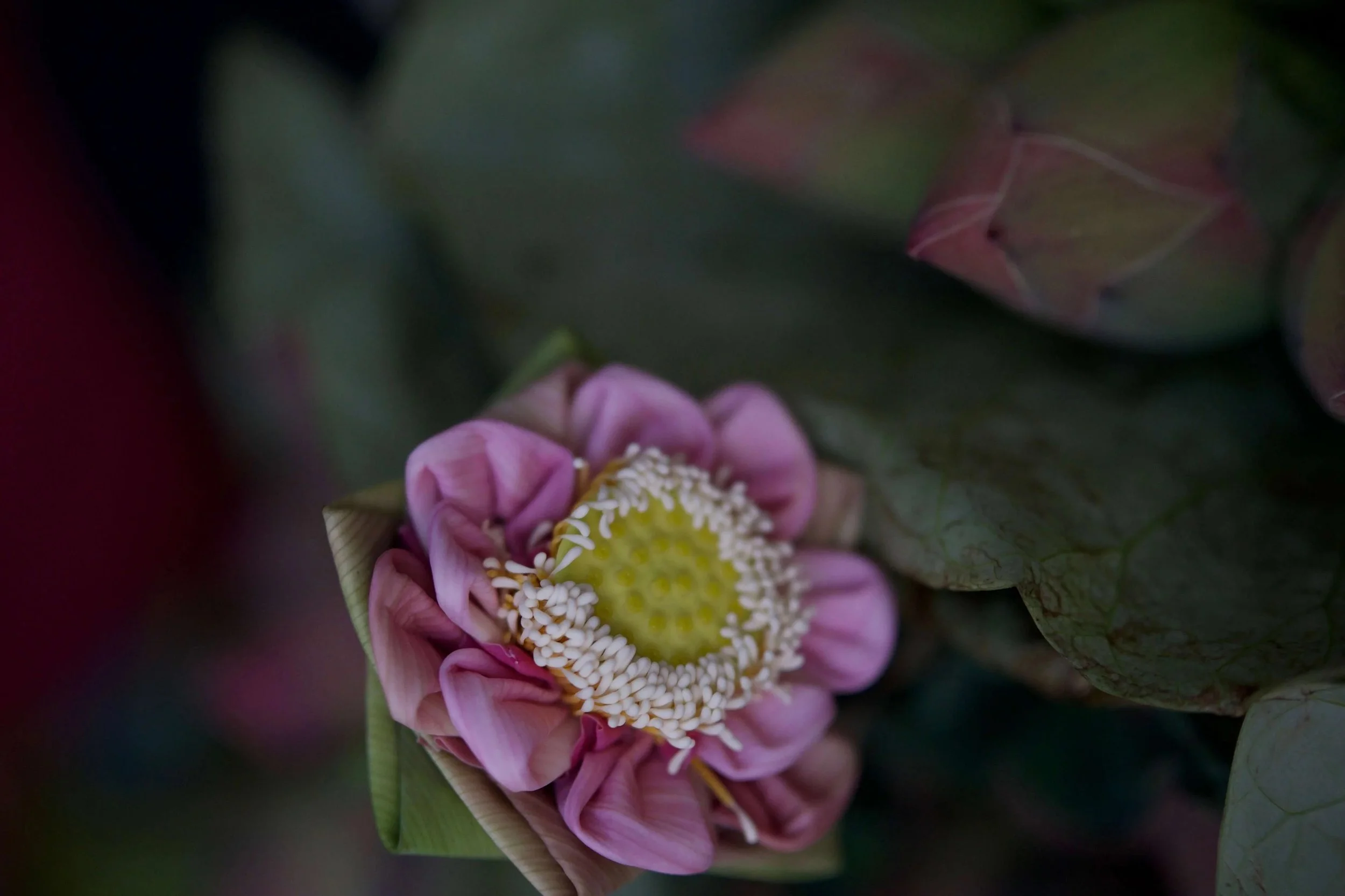 Pink lotus flower with yellow center and white stamens, partially closed, surrounded by green leaves.