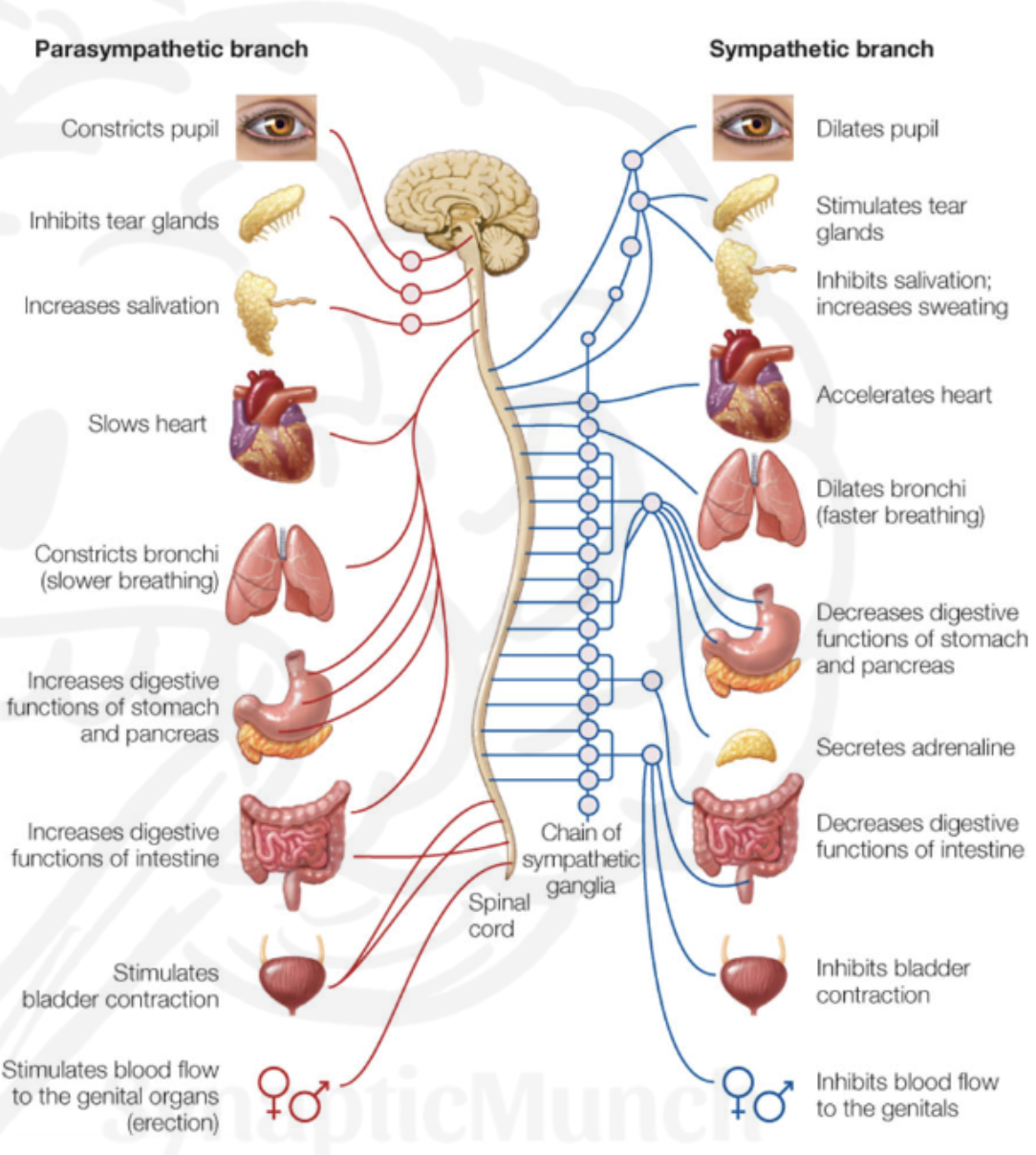 CNS