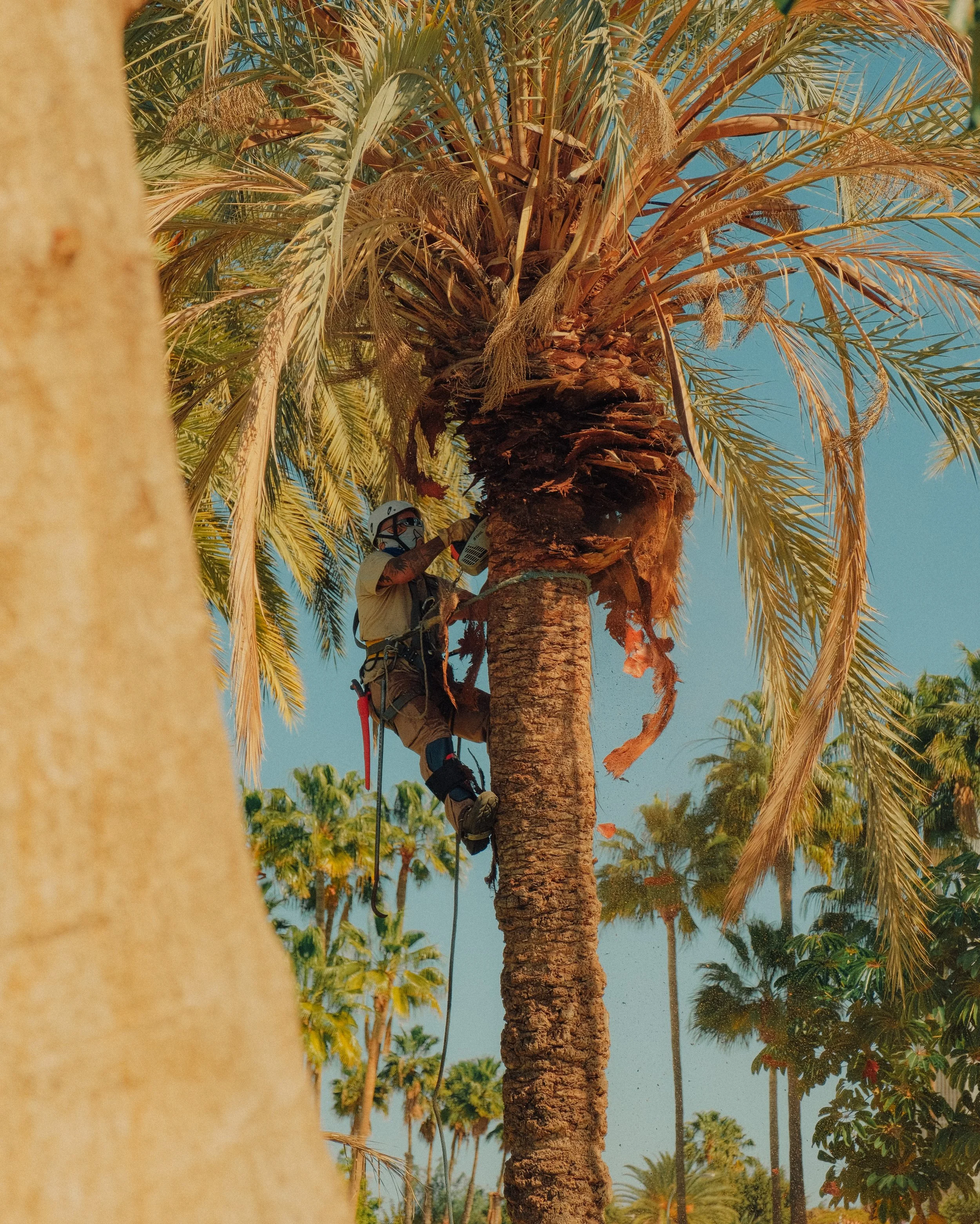 A worker climbing a tall palm tree for maintenance against a warm, textured sky.